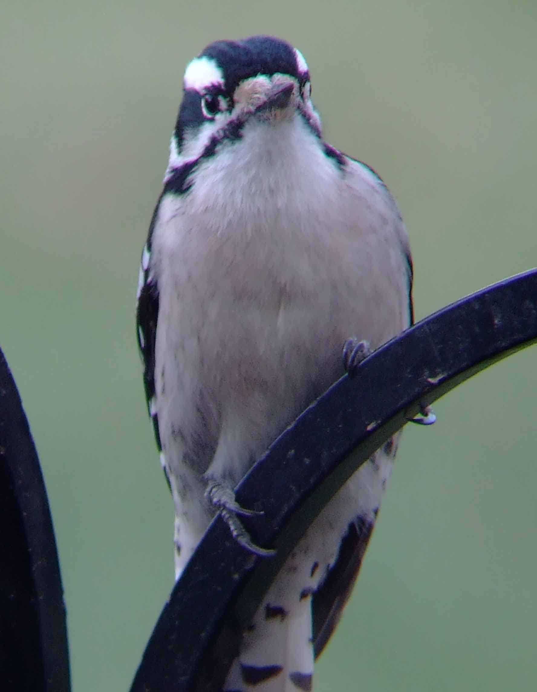 binoculars, bird watching, black beak, C&O Canal, camera, Class:Aves, DC, Dick Maley, digiscoping, display, Downy Woodpecker, Family:Picidae, female, focus, Fuji Digital Camera S9600, Genus:Picoides, Hughes Hollow, Hunting Quarter Road, in focus, Marsh, Maryland, MD, Montgomery County, North America, Order:Piciformes, photography, photoshop, Picoides pubescens, Poolesville, Potomac, Potomac Maryland, refractor, resolution, Richard Maley, river, sharp, smallest woodpecker in North America, Species:Picoides pubescens, telephoto, telescope, USA, Washington, Wetlands, white breast