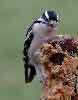 Downy Woodpecker (female)