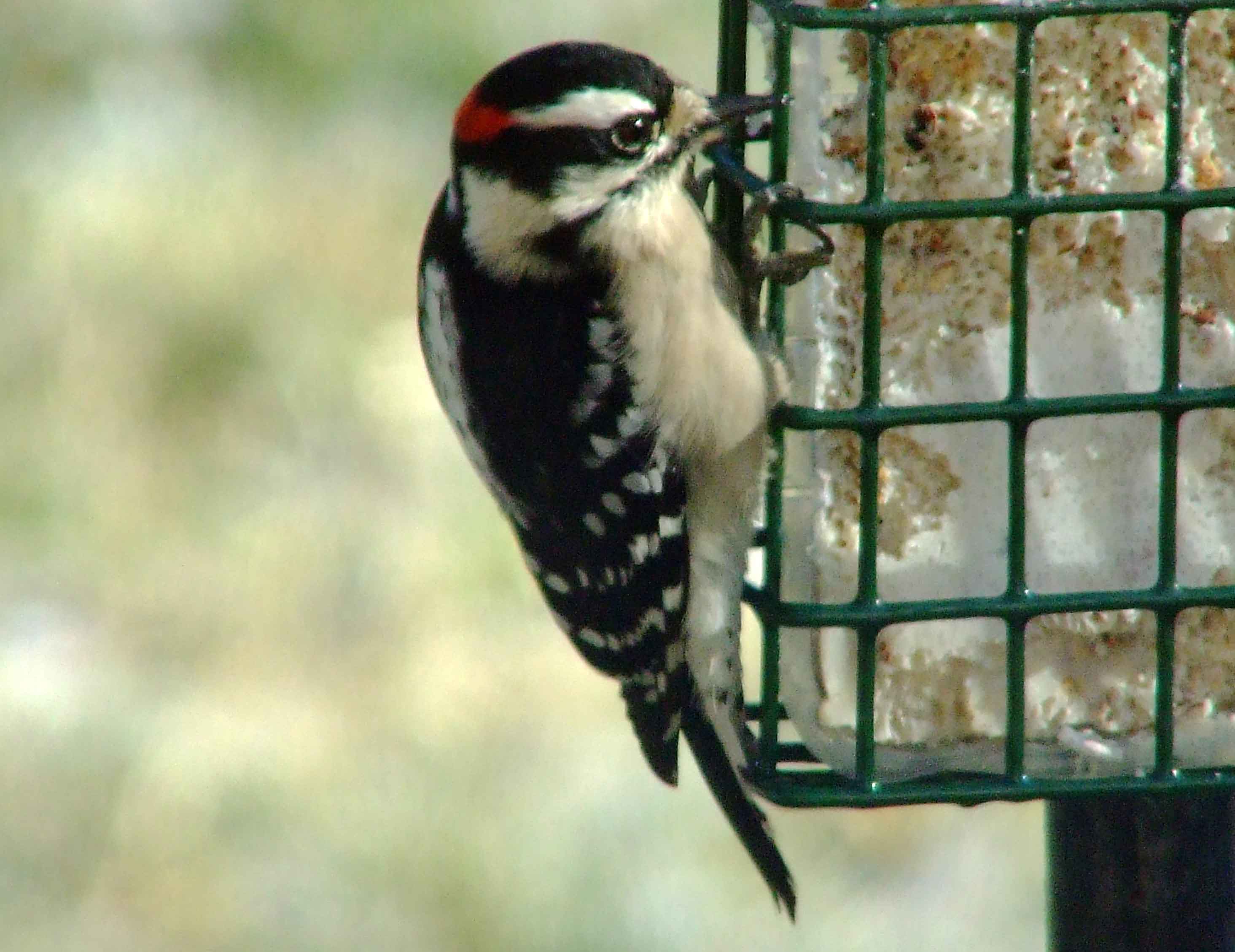 bird watching, C and O Canal, DC, Dick Maley, display, Fuji Digital Camera S9600, Hughes Hollow, Hunting Quarter Road, Marsh, Maryland, MD, Montgomery County, North America, photography, Poolesville, Potomac, Richard Maley, river, USA, Washington, Wetlands, Google Images, Downy Woodpecker, Male