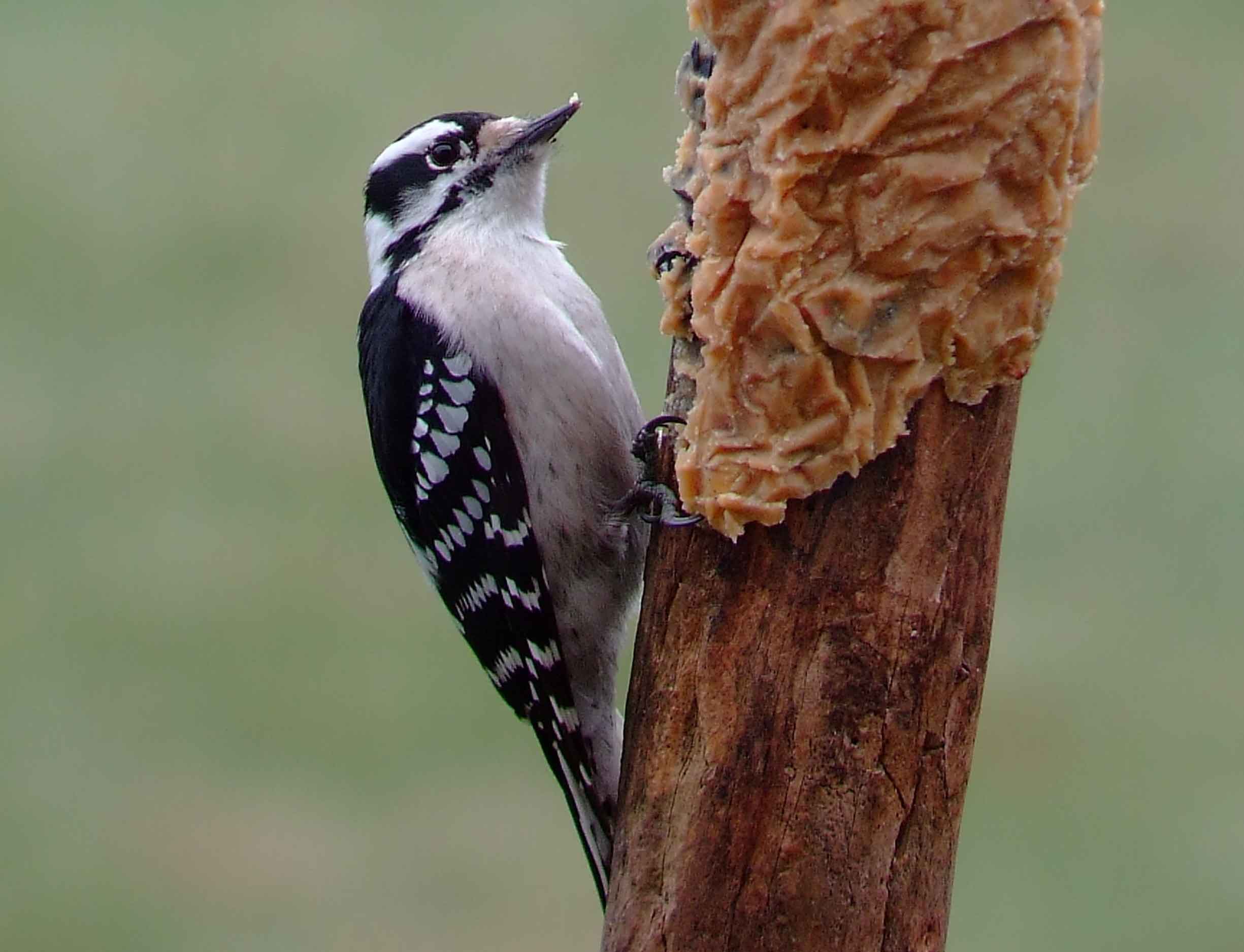 bird watching, C and O Canal, DC, Dick Maley, display, Fuji Digital Camera S9600, Hughes Hollow, Hunting Quarter Road, Marsh, Maryland, MD, Montgomery County, North America, photography, Poolesville, Potomac, Richard Maley, river, USA, Washington, Wetlands, Google Images, Downy Woodpecker, Male