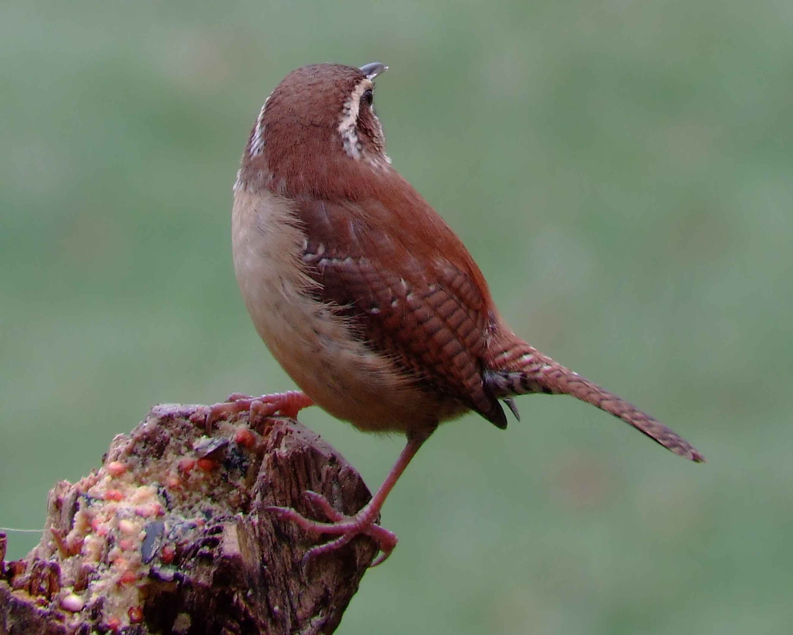 binoculars, bird watching, C&O Canal, camera, carolina wren, Class:Aves, DC, Dick Maley, digiscoping, display, Family:Troglodytidae, focus, Fuji Digital Camera S9600, Hughes Hollow, Hunting Quarter Road, in focus, Marsh, Maryland, mating, MD, Montgomery County, North America, Order:Passeriformes, photography, photoshop, Poolesville, Potomac, Potomac Maryland, refractor, resolution, Richard Maley, ritual, river, sharp, state bird of South Carolina, telephoto, telescope, Thryothorus ludovicianus, USA, Washington, Wetlands