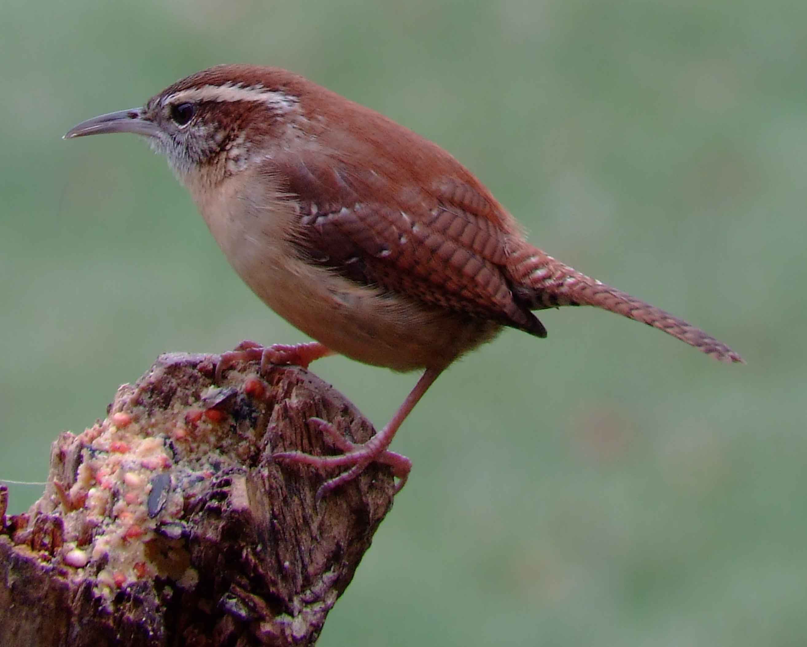 binoculars, bird watching, C&O Canal, camera, carolina wren, Class:Aves, DC, Dick Maley, digiscoping, display, Family:Troglodytidae, focus, Fuji Digital Camera S9600, Hughes Hollow, Hunting Quarter Road, in focus, Marsh, Maryland, mating, MD, Montgomery County, North America, Order:Passeriformes, photography, photoshop, Poolesville, Potomac, Potomac Maryland, refractor, resolution, Richard Maley, ritual, river, sharp, state bird of South Carolina, telephoto, telescope, Thryothorus ludovicianus, USA, Washington, Wetlands