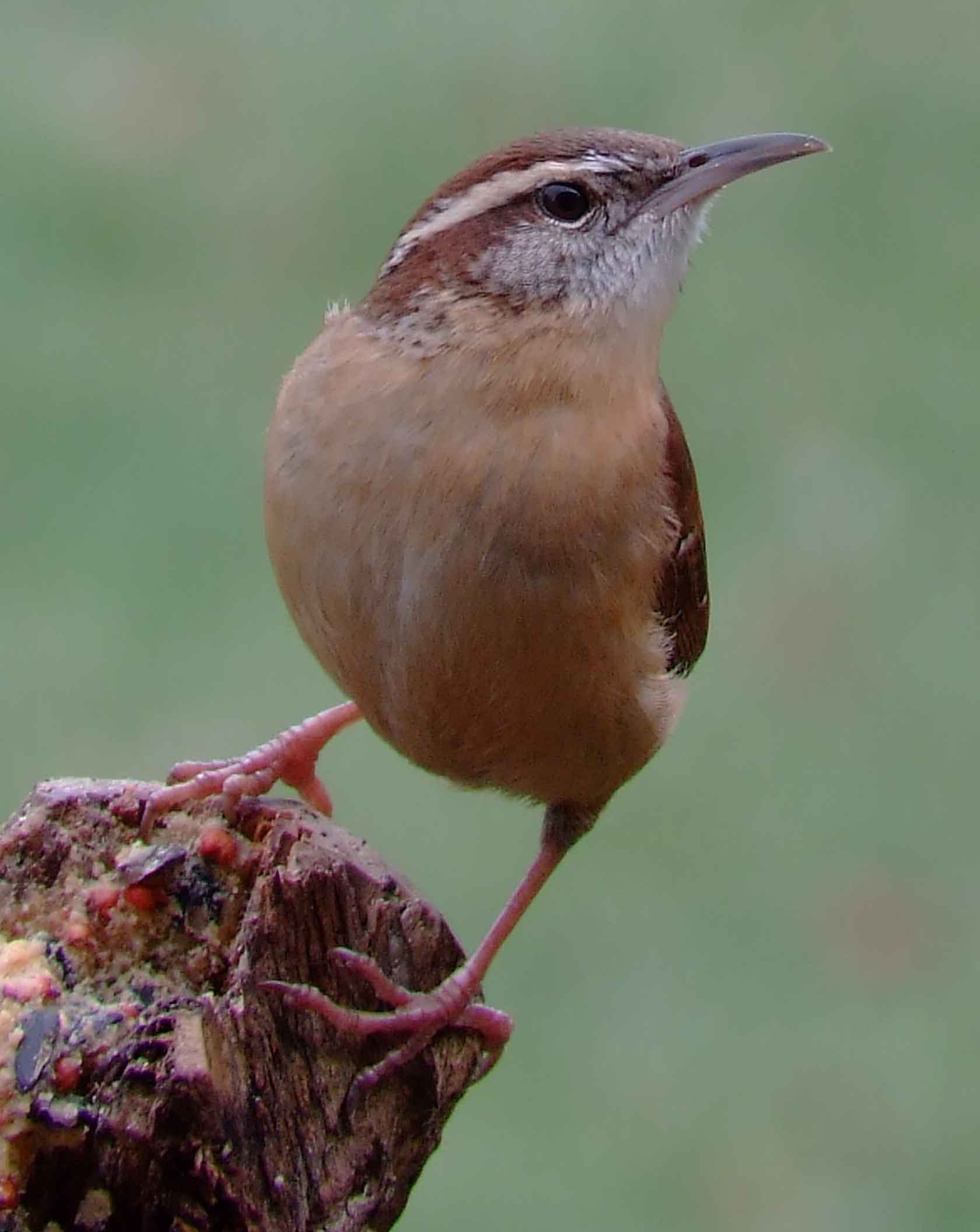 binoculars, bird watching, C&O Canal, camera, carolina wren, Class:Aves, DC, Dick Maley, digiscoping, display, Family:Troglodytidae, focus, Fuji Digital Camera S9600, Hughes Hollow, Hunting Quarter Road, in focus, Marsh, Maryland, mating, MD, Montgomery County, North America, Order:Passeriformes, photography, photoshop, Poolesville, Potomac, Potomac Maryland, refractor, resolution, Richard Maley, ritual, river, sharp, state bird of South Carolina, telephoto, telescope, Thryothorus ludovicianus, USA, Washington, Wetlands