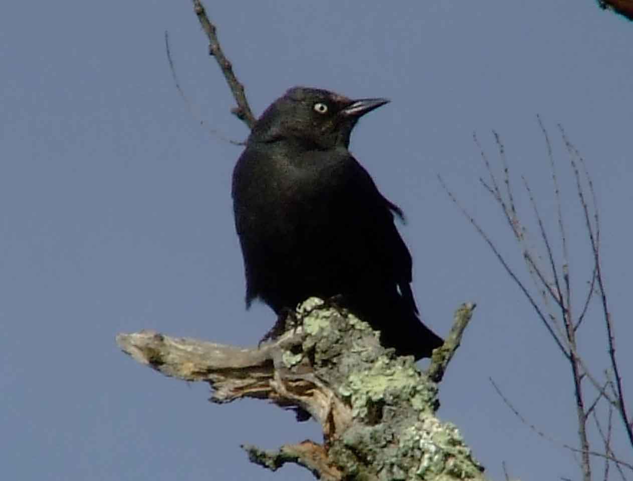 binoculars, bird watching, black bib, black cap, C&O Canal, camera, Class: Aves, Class:Aves, DC, Dick Maley, digiscoping, display, Family: Icteridae, focus, Fuji Digital Camera S9600, Genus: Euphagus, Google Images, Hughes Hollow, Hunting Quarter Road, in focus, Kingdom:Animalia, Marsh, Maryland, MD, Montgomery County, North America, Order: Passeriformes, photography, photoshop, Phylum:Chordata, Poolesville, Potomac, Potomac Maryland, refractor, resolution, Richard Maley, ritual, river, rusty blackbird, sharp, Species: E carolinus, telephoto, telescope, USA, Washington, Wetlands