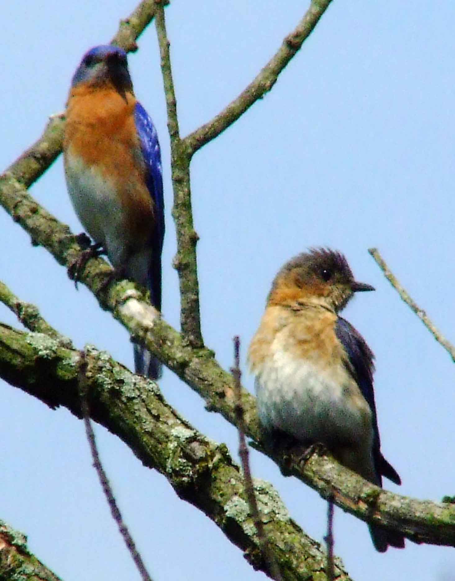 binoculars, bird watching, C&O Canal, camera, Class: Aves, DC, Dick Maley, digiscoping, display, eastern bluebird, Family: Turdidae, focus, Fuji Digital Camera S9600, Genus: Sialia, Google Images, Hughes Hollow, Hunting Quarter Road, in focus, Kingdom: Animalia, Marsh, Maryland, MD, Montgomery County, North America, Order: Passeriformes, photography, photoshop, Phylum: Chordata, Poolesville, Potomac, Potomac Maryland, refractor, resolution, Richard Maley, ritual, river, sharp, Species: S sialis, telephoto, telescope, USA, Washington, Wetlands