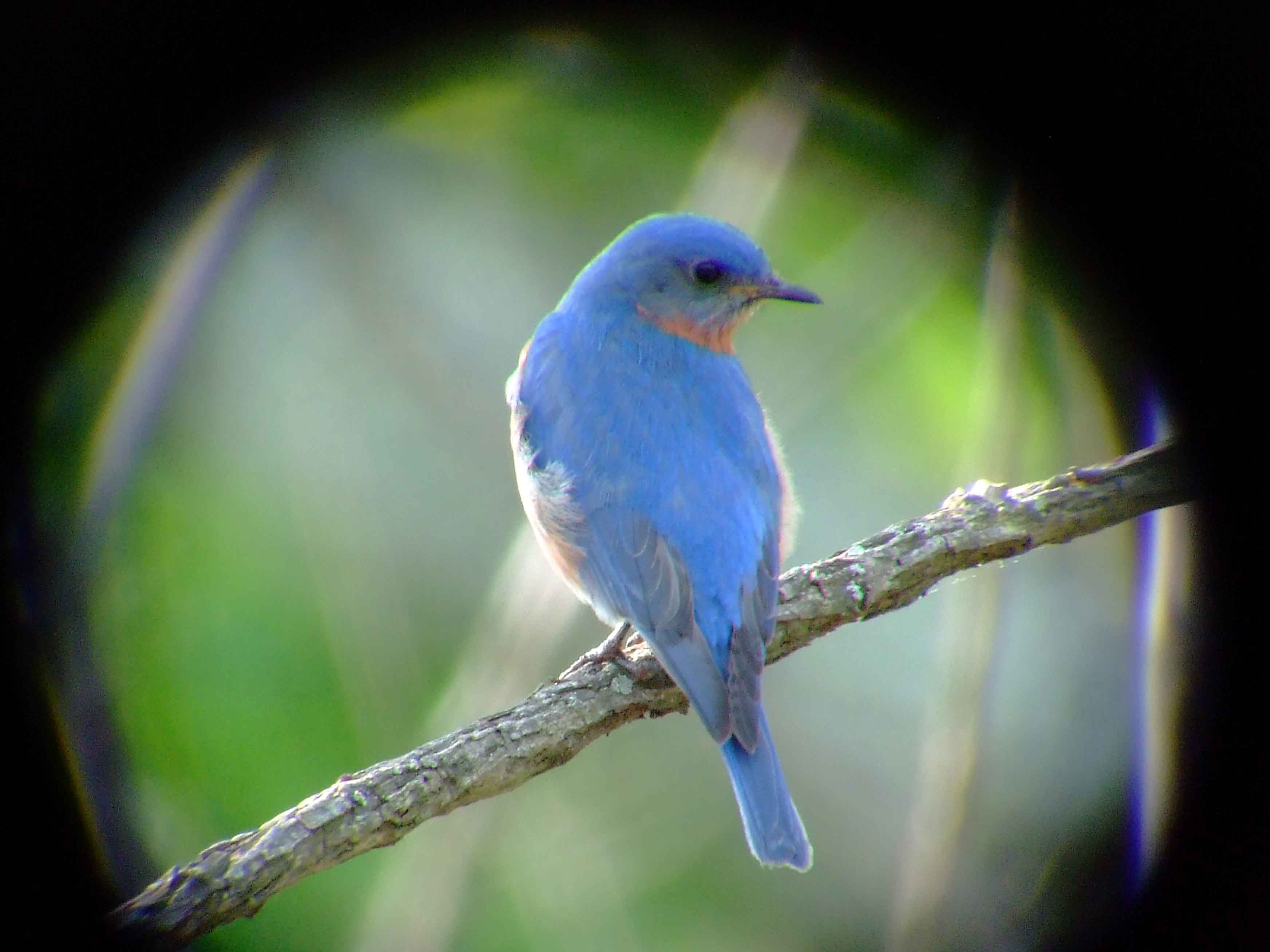 binoculars, bird watching, C&O Canal, camera, Class: Aves, DC, Dick Maley, digiscoping, display, eastern bluebird, Family: Turdidae, focus, Fuji Digital Camera S9600, Genus: Sialia, Google Images, Hughes Hollow, Hunting Quarter Road, in focus, Kingdom: Animalia, Marsh, Maryland, MD, Montgomery County, North America, Order: Passeriformes, photography, photoshop, Phylum: Chordata, Poolesville, Potomac, Potomac Maryland, refractor, resolution, Richard Maley, ritual, river, sharp, Species: S sialis, telephoto, telescope, USA, Washington, Wetlands