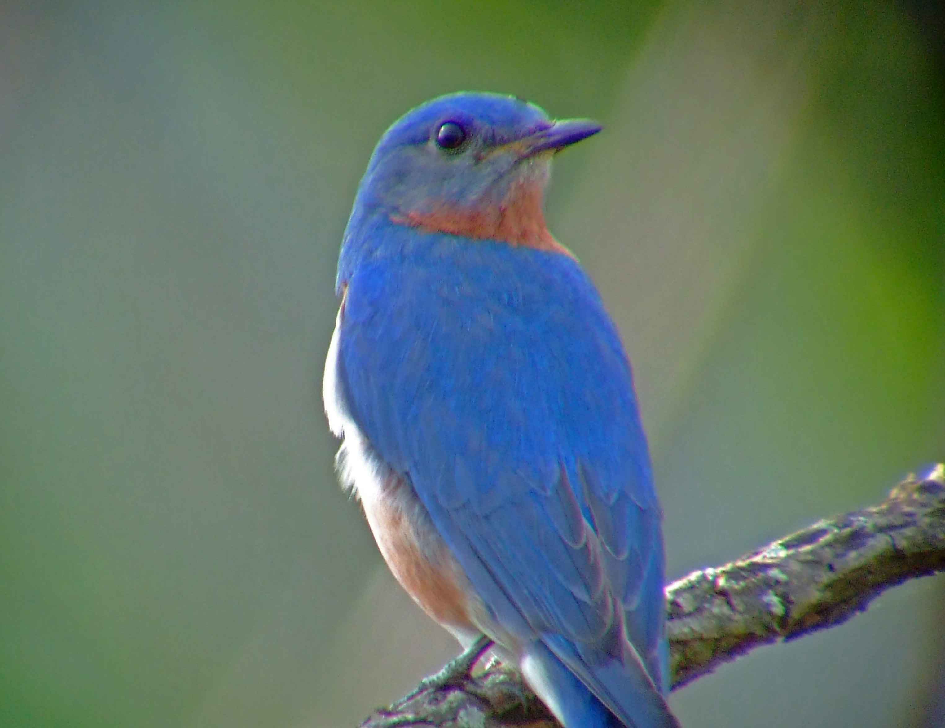 binoculars, bird watching, C&O Canal, camera, Class: Aves, DC, Dick Maley, digiscoping, display, eastern bluebird, Family: Turdidae, focus, Fuji Digital Camera S9600, Genus: Sialia, Google Images, Hughes Hollow, Hunting Quarter Road, in focus, Kingdom: Animalia, Marsh, Maryland, MD, Montgomery County, North America, Order: Passeriformes, photography, photoshop, Phylum: Chordata, Poolesville, Potomac, Potomac Maryland, refractor, resolution, Richard Maley, ritual, river, sharp, Species: S sialis, telephoto, telescope, USA, Washington, Wetlands