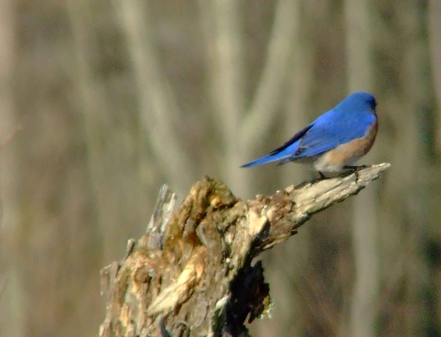 binoculars, bird watching, C&O Canal, camera, Class: Aves, DC, Dick Maley, digiscoping, display, eastern bluebird, Family: Turdidae, focus, Fuji Digital Camera S9600, Genus: Sialia, Google Images, Hughes Hollow, Hunting Quarter Road, in focus, Kingdom: Animalia, Marsh, Maryland, MD, Montgomery County, North America, Order: Passeriformes, photography, photoshop, Phylum: Chordata, Poolesville, Potomac, Potomac Maryland, refractor, resolution, Richard Maley, ritual, river, sharp, Species: S sialis, telephoto, telescope, USA, Washington, Wetlands