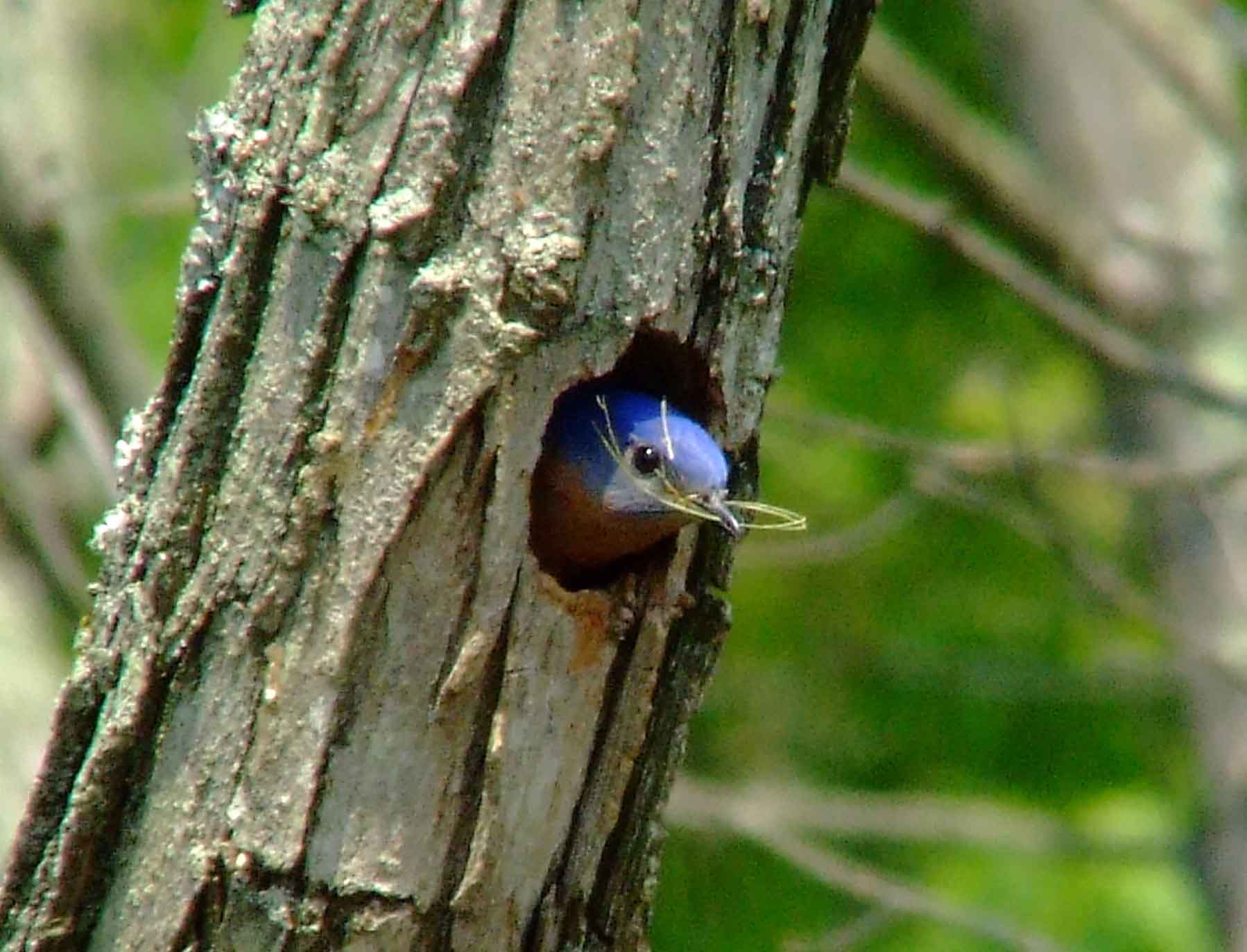 binoculars, bird watching, C&O Canal, camera, Class: Aves, DC, Dick Maley, digiscoping, display, eastern bluebird, Family: Turdidae, focus, Fuji Digital Camera S9600, Genus: Sialia, Google Images, Hughes Hollow, Hunting Quarter Road, in focus, Kingdom: Animalia, Marsh, Maryland, MD, Montgomery County, North America, Order: Passeriformes, photography, photoshop, Phylum: Chordata, Poolesville, Potomac, Potomac Maryland, refractor, resolution, Richard Maley, ritual, river, sharp, Species: S sialis, telephoto, telescope, USA, Washington, Wetlands