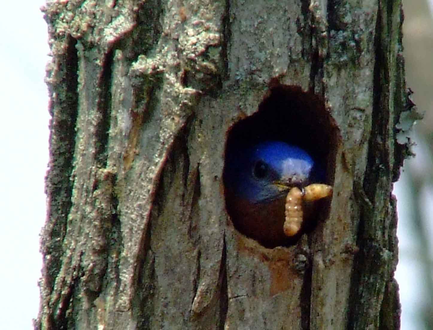 binoculars, bird watching, C&O Canal, camera, Class: Aves, DC, Dick Maley, digiscoping, display, eastern bluebird, Family: Turdidae, focus, Fuji Digital Camera S9600, Genus: Sialia, Google Images, Hughes Hollow, Hunting Quarter Road, in focus, Kingdom: Animalia, Marsh, Maryland, MD, Montgomery County, North America, Order: Passeriformes, photography, photoshop, Phylum: Chordata, Poolesville, Potomac, Potomac Maryland, refractor, resolution, Richard Maley, ritual, river, sharp, Species: S sialis, telephoto, telescope, USA, Washington, Wetlands