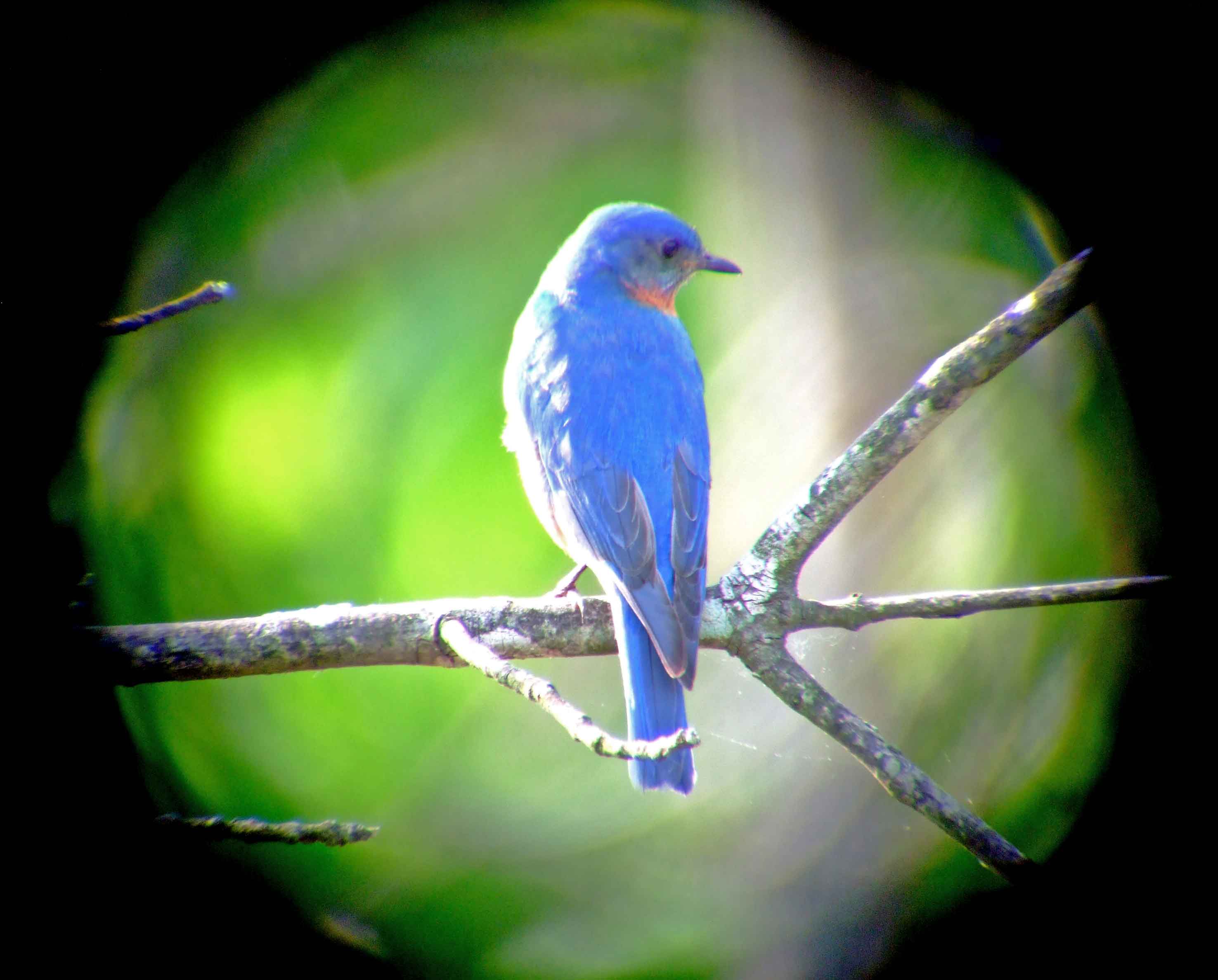 binoculars, bird watching, C&O Canal, camera, Class: Aves, DC, Dick Maley, digiscoping, display, eastern bluebird, Family: Turdidae, focus, Fuji Digital Camera S9600, Genus: Sialia, Google Images, Hughes Hollow, Hunting Quarter Road, in focus, Kingdom: Animalia, Marsh, Maryland, MD, Montgomery County, North America, Order: Passeriformes, photography, photoshop, Phylum: Chordata, Poolesville, Potomac, Potomac Maryland, refractor, resolution, Richard Maley, ritual, river, sharp, Species: S sialis, telephoto, telescope, USA, Washington, Wetlands