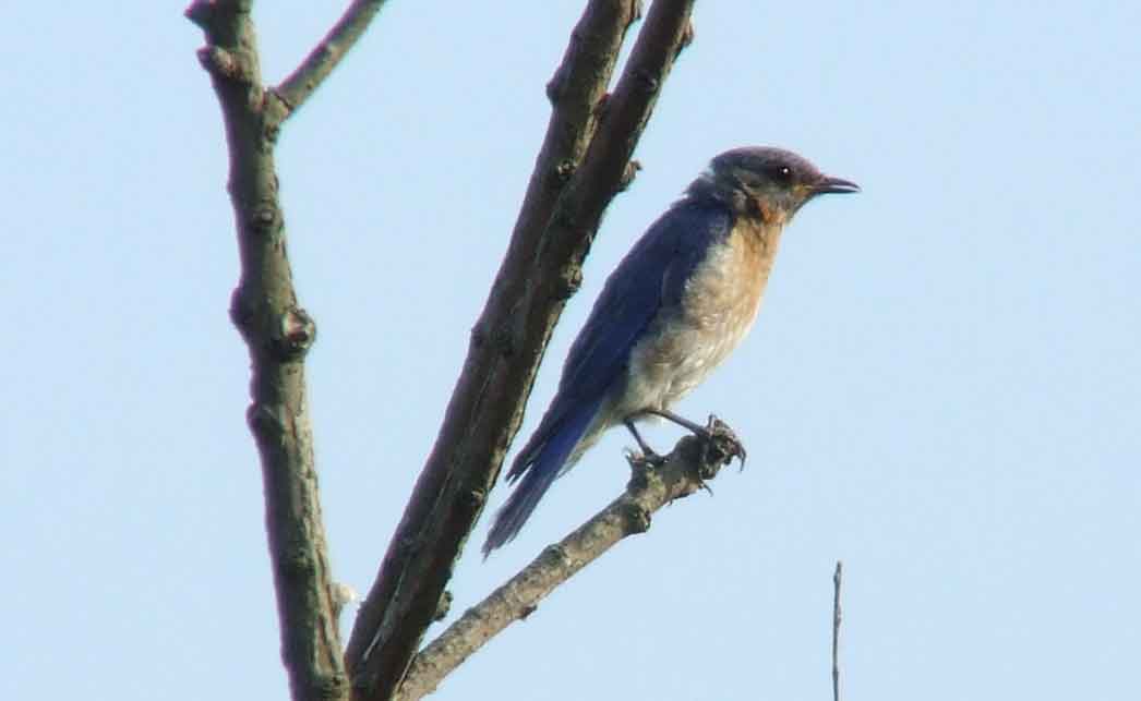 binoculars, bird watching, C&O Canal, camera, Class: Aves, DC, Dick Maley, digiscoping, display, eastern bluebird, Family: Turdidae, focus, Fuji Digital Camera S9600, Genus: Sialia, Google Images, Hughes Hollow, Hunting Quarter Road, in focus, Kingdom: Animalia, Marsh, Maryland, MD, Montgomery County, North America, Order: Passeriformes, photography, photoshop, Phylum: Chordata, Poolesville, Potomac, Potomac Maryland, refractor, resolution, Richard Maley, ritual, river, sharp, Species: S sialis, telephoto, telescope, USA, Washington, Wetlands