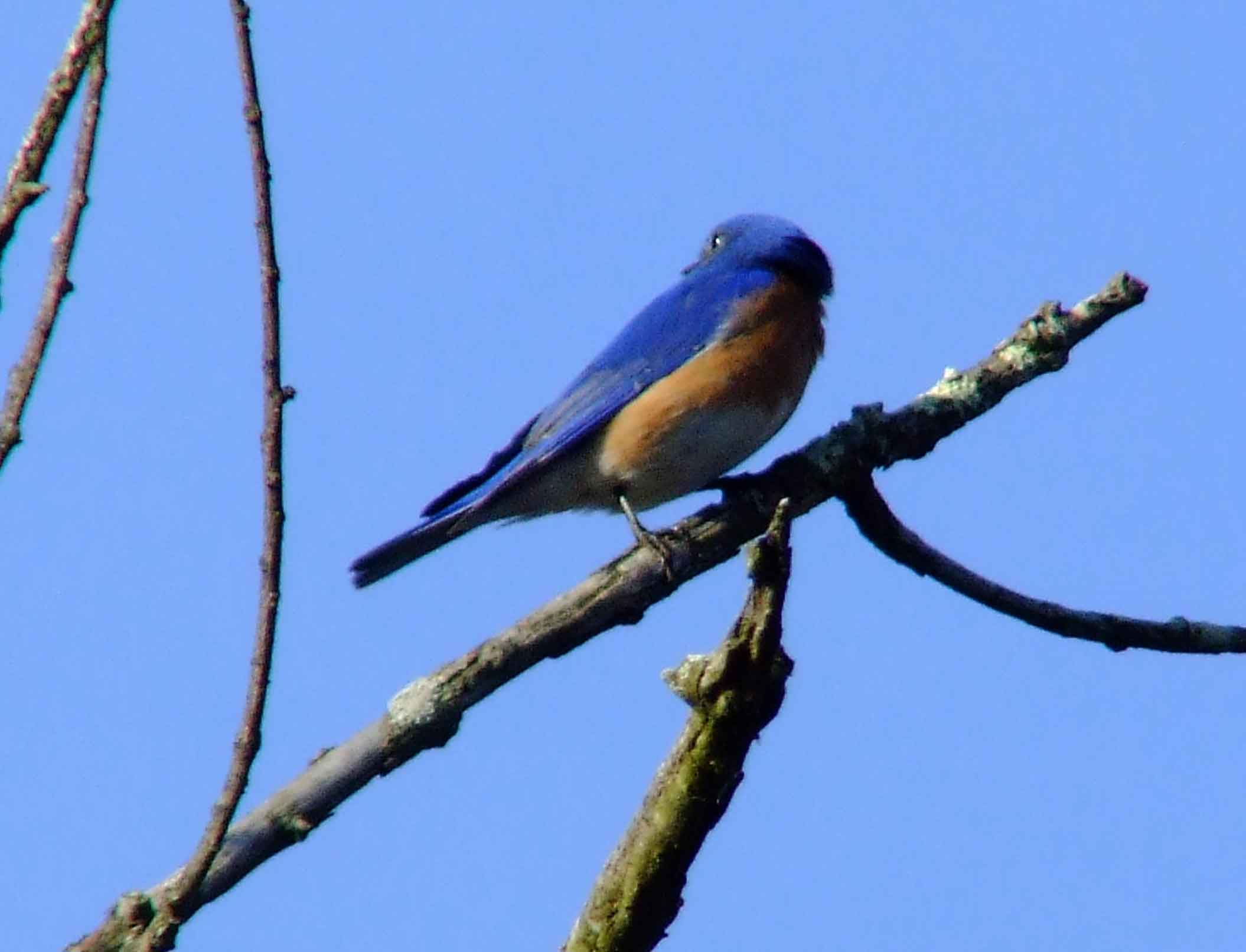 binoculars, bird watching, C&O Canal, camera, Class: Aves, DC, Dick Maley, digiscoping, display, eastern bluebird, Family: Turdidae, focus, Fuji Digital Camera S9600, Genus: Sialia, Google Images, Hughes Hollow, Hunting Quarter Road, in focus, Kingdom: Animalia, Marsh, Maryland, MD, Montgomery County, North America, Order: Passeriformes, photography, photoshop, Phylum: Chordata, Poolesville, Potomac, Potomac Maryland, refractor, resolution, Richard Maley, ritual, river, sharp, Species: S sialis, telephoto, telescope, USA, Washington, Wetlands