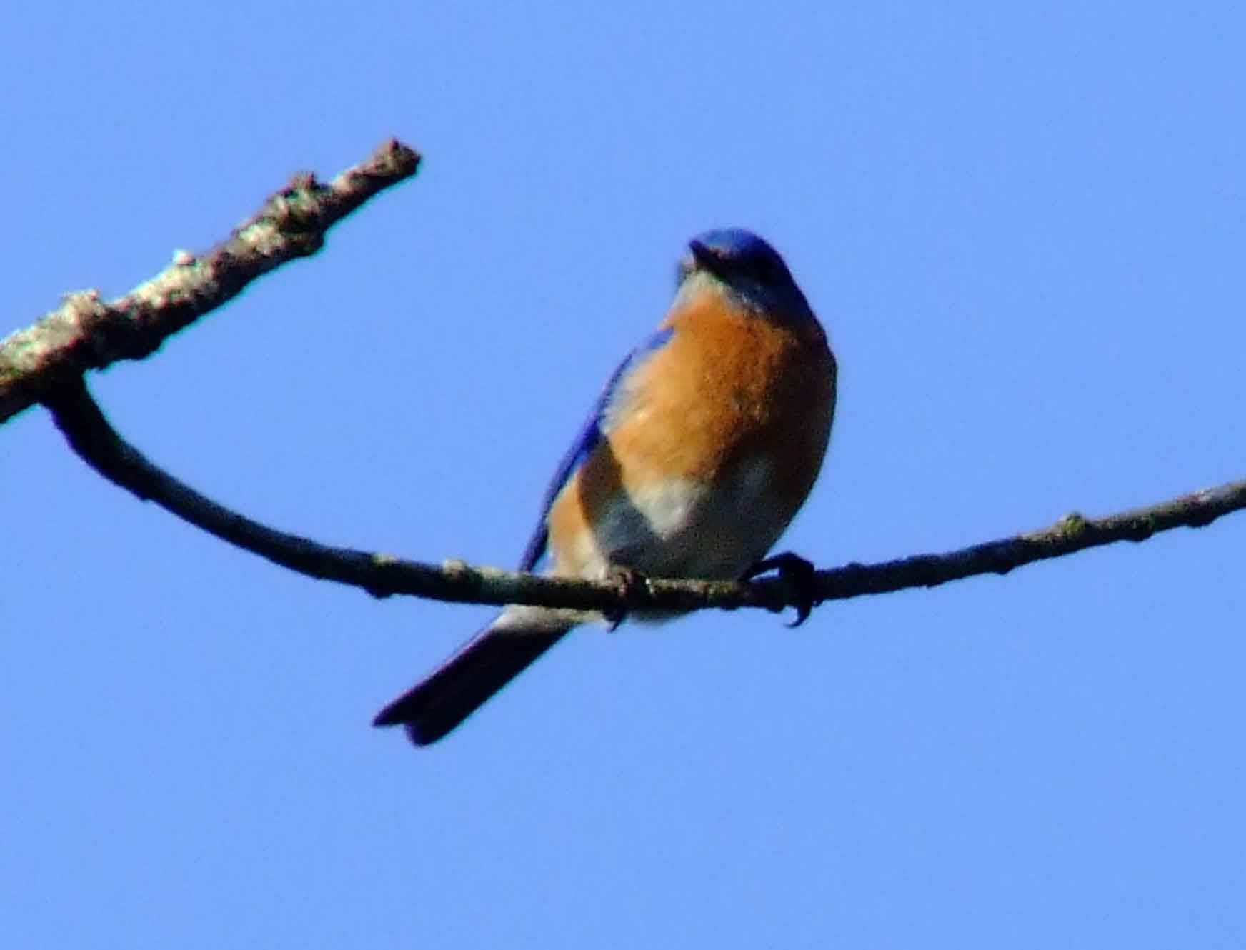 binoculars, bird watching, C&O Canal, camera, Class: Aves, DC, Dick Maley, digiscoping, display, eastern bluebird, Family: Turdidae, focus, Fuji Digital Camera S9600, Genus: Sialia, Google Images, Hughes Hollow, Hunting Quarter Road, in focus, Kingdom: Animalia, Marsh, Maryland, MD, Montgomery County, North America, Order: Passeriformes, photography, photoshop, Phylum: Chordata, Poolesville, Potomac, Potomac Maryland, refractor, resolution, Richard Maley, ritual, river, sharp, Species: S sialis, telephoto, telescope, USA, Washington, Wetlands