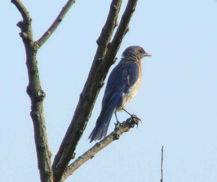 binoculars, bird watching, C&O Canal, camera, Class: Aves, DC, Dick Maley, digiscoping, display, eastern bluebird, Family: Turdidae, focus, Fuji Digital Camera S9600, Genus: Sialia, Google Images, Hughes Hollow, Hunting Quarter Road, in focus, Kingdom: Animalia, Marsh, Maryland, MD, Montgomery County, North America, Order: Passeriformes, photography, photoshop, Phylum: Chordata, Poolesville, Potomac, Potomac Maryland, refractor, resolution, Richard Maley, ritual, river, sharp, Species: S sialis, telephoto, telescope, USA, Washington, Wetlands