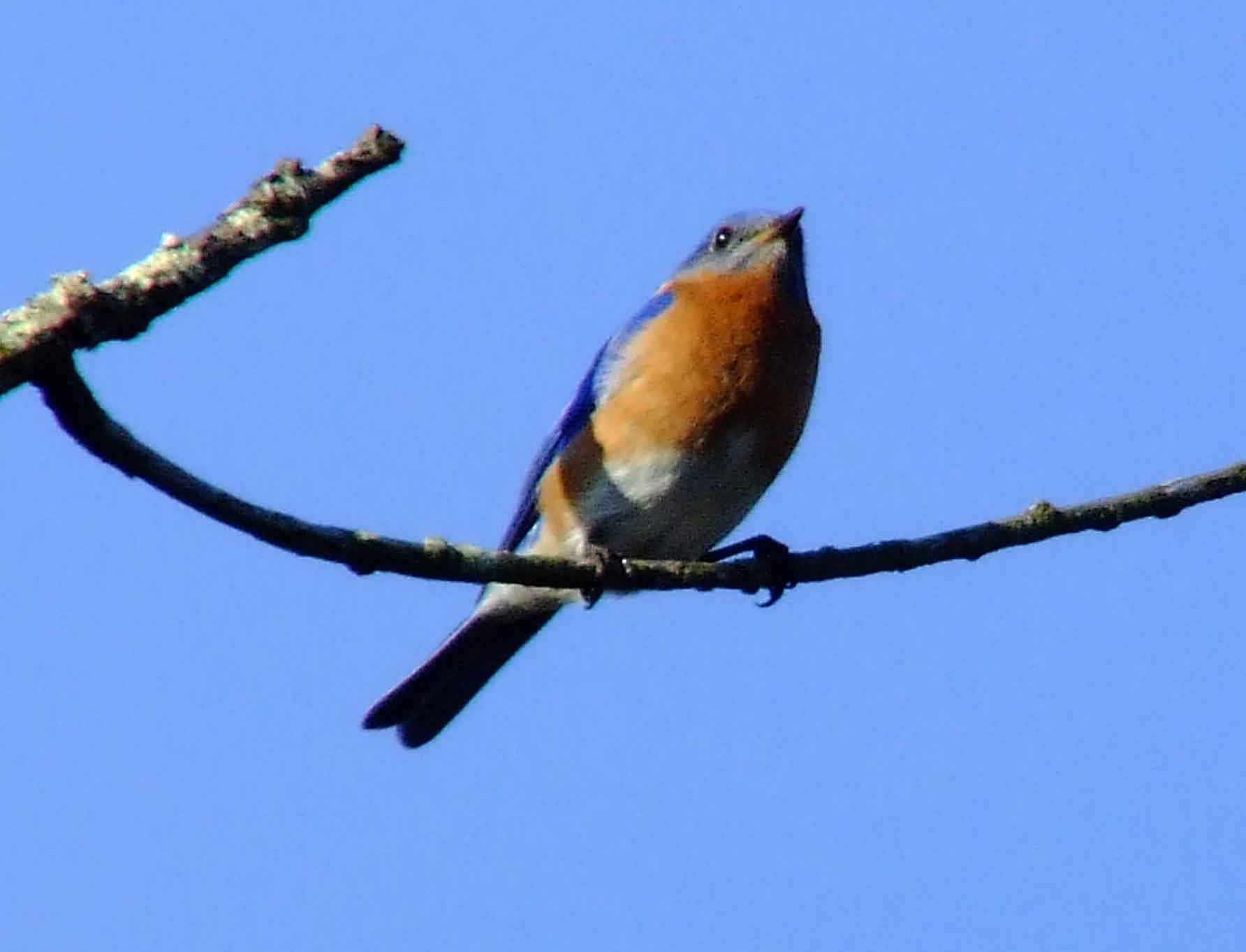 binoculars, bird watching, C&O Canal, camera, Class: Aves, DC, Dick Maley, digiscoping, display, eastern bluebird, Family: Turdidae, focus, Fuji Digital Camera S9600, Genus: Sialia, Google Images, Hughes Hollow, Hunting Quarter Road, in focus, Kingdom: Animalia, Marsh, Maryland, MD, Montgomery County, North America, Order: Passeriformes, photography, photoshop, Phylum: Chordata, Poolesville, Potomac, Potomac Maryland, refractor, resolution, Richard Maley, ritual, river, sharp, Species: S sialis, telephoto, telescope, USA, Washington, Wetlands