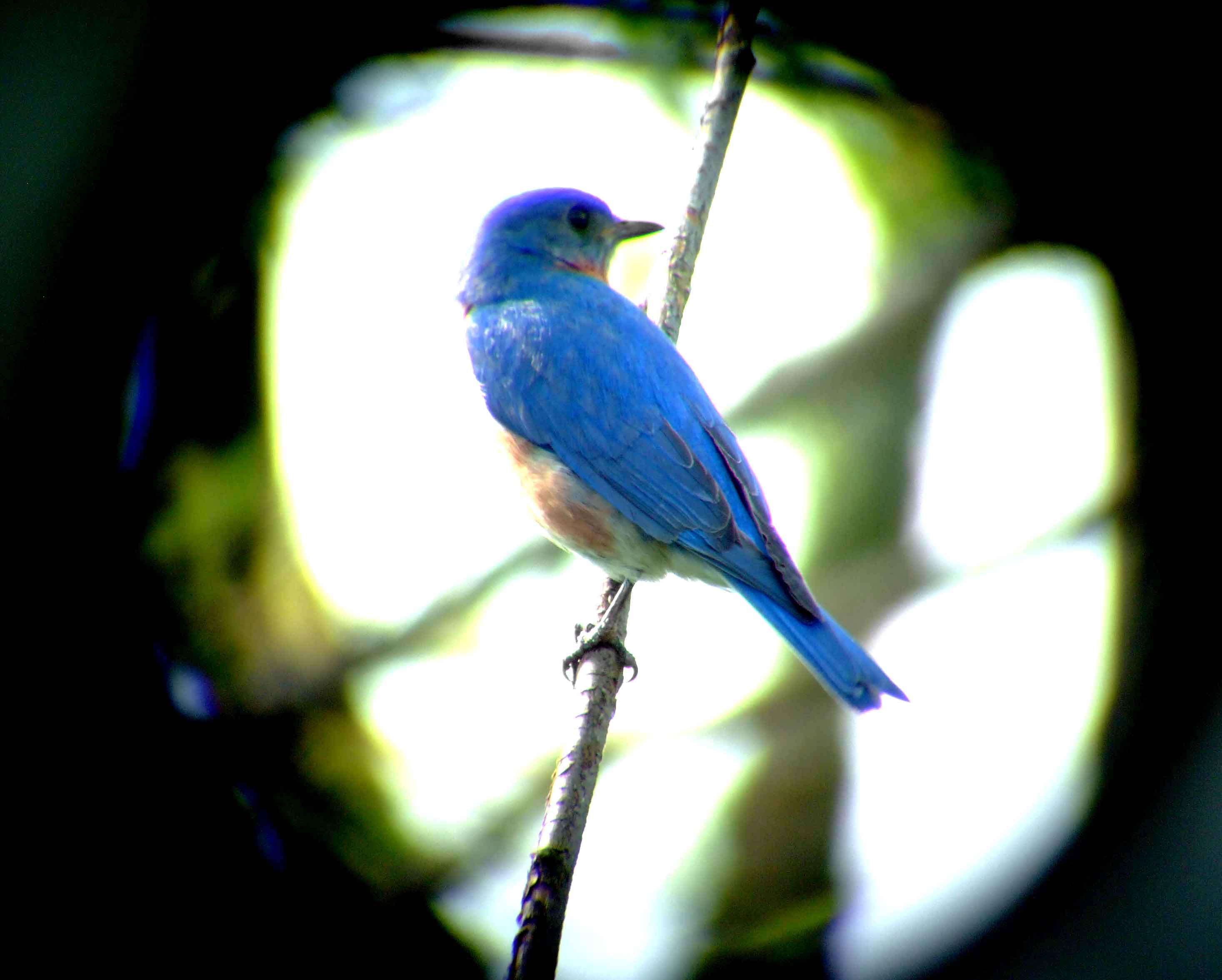 binoculars, bird watching, C&O Canal, camera, Class: Aves, DC, Dick Maley, digiscoping, display, eastern bluebird, Family: Turdidae, focus, Fuji Digital Camera S9600, Genus: Sialia, Google Images, Hughes Hollow, Hunting Quarter Road, in focus, Kingdom: Animalia, Marsh, Maryland, MD, Montgomery County, North America, Order: Passeriformes, photography, photoshop, Phylum: Chordata, Poolesville, Potomac, Potomac Maryland, refractor, resolution, Richard Maley, ritual, river, sharp, Species: S sialis, telephoto, telescope, USA, Washington, Wetlands