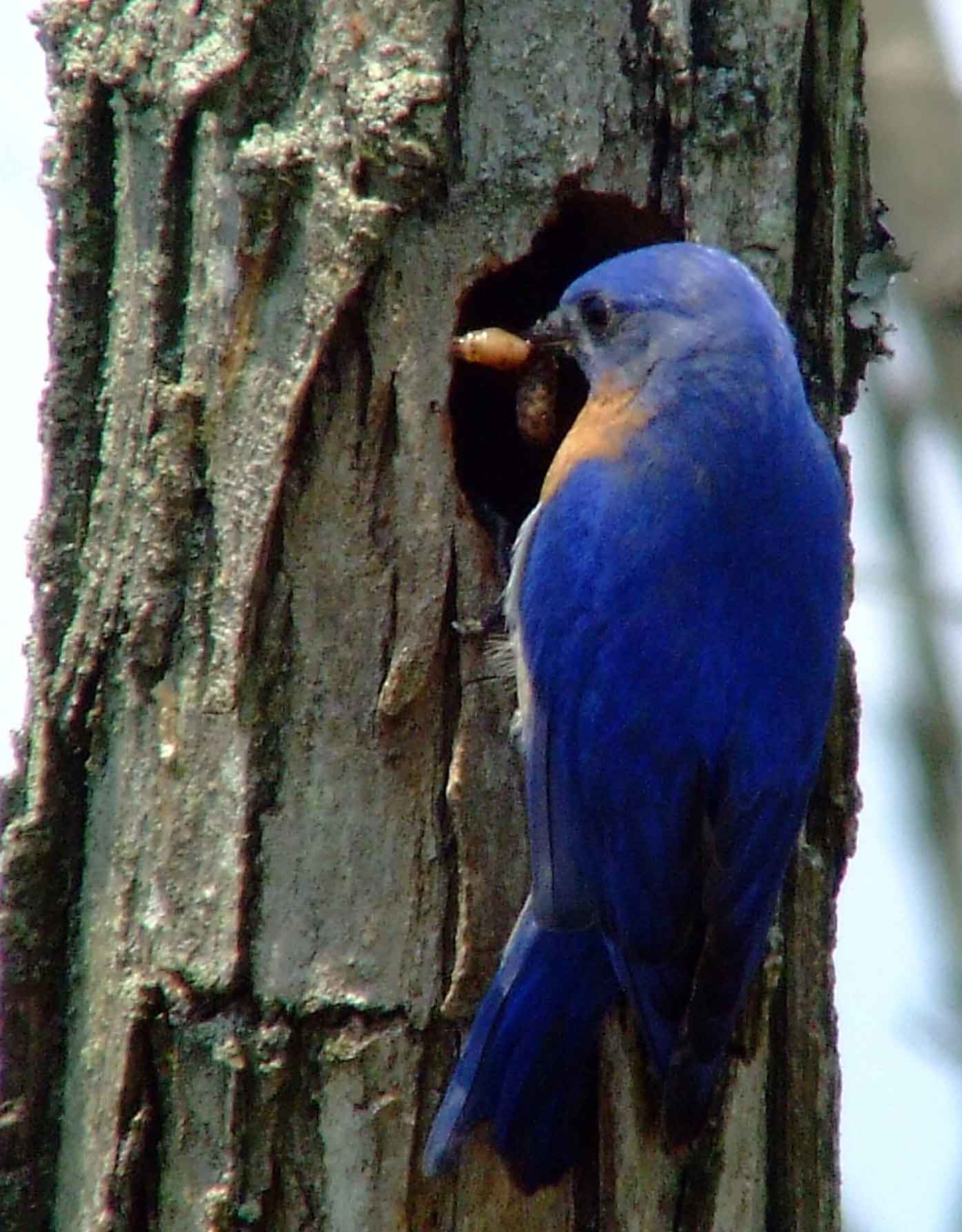 binoculars, bird watching, C&O Canal, camera, Class: Aves, DC, Dick Maley, digiscoping, display, eastern bluebird, Family: Turdidae, focus, Fuji Digital Camera S9600, Genus: Sialia, Google Images, Hughes Hollow, Hunting Quarter Road, in focus, Kingdom: Animalia, Marsh, Maryland, MD, Montgomery County, North America, Order: Passeriformes, photography, photoshop, Phylum: Chordata, Poolesville, Potomac, Potomac Maryland, refractor, resolution, Richard Maley, ritual, river, sharp, Species: S sialis, telephoto, telescope, USA, Washington, Wetlands