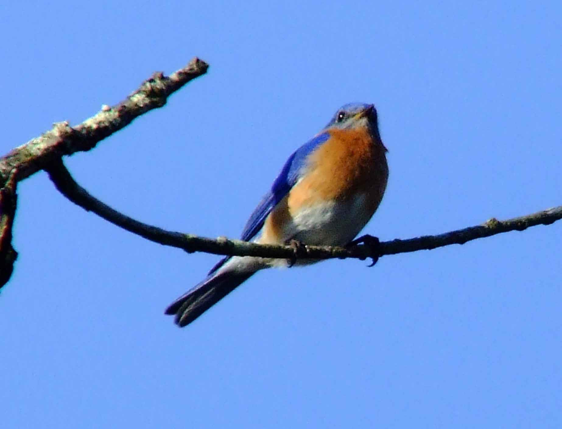 binoculars, bird watching, C&O Canal, camera, Class: Aves, DC, Dick Maley, digiscoping, display, eastern bluebird, Family: Turdidae, focus, Fuji Digital Camera S9600, Genus: Sialia, Google Images, Hughes Hollow, Hunting Quarter Road, in focus, Kingdom: Animalia, Marsh, Maryland, MD, Montgomery County, North America, Order: Passeriformes, photography, photoshop, Phylum: Chordata, Poolesville, Potomac, Potomac Maryland, refractor, resolution, Richard Maley, ritual, river, sharp, Species: S sialis, telephoto, telescope, USA, Washington, Wetlands