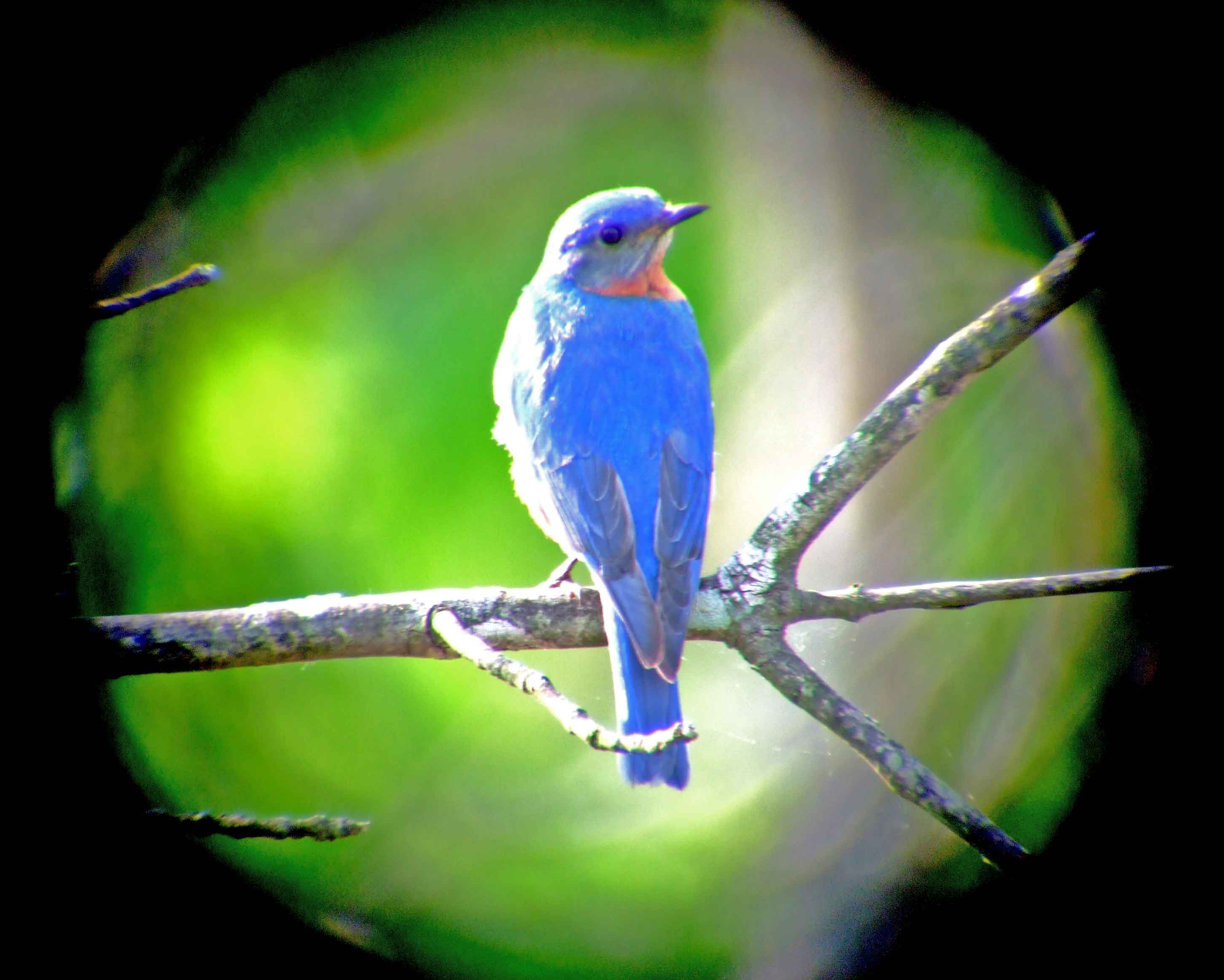 binoculars, bird watching, C&O Canal, camera, Class: Aves, DC, Dick Maley, digiscoping, display, eastern bluebird, Family: Turdidae, focus, Fuji Digital Camera S9600, Genus: Sialia, Google Images, Hughes Hollow, Hunting Quarter Road, in focus, Kingdom: Animalia, Marsh, Maryland, MD, Montgomery County, North America, Order: Passeriformes, photography, photoshop, Phylum: Chordata, Poolesville, Potomac, Potomac Maryland, refractor, resolution, Richard Maley, ritual, river, sharp, Species: S sialis, telephoto, telescope, USA, Washington, Wetlands