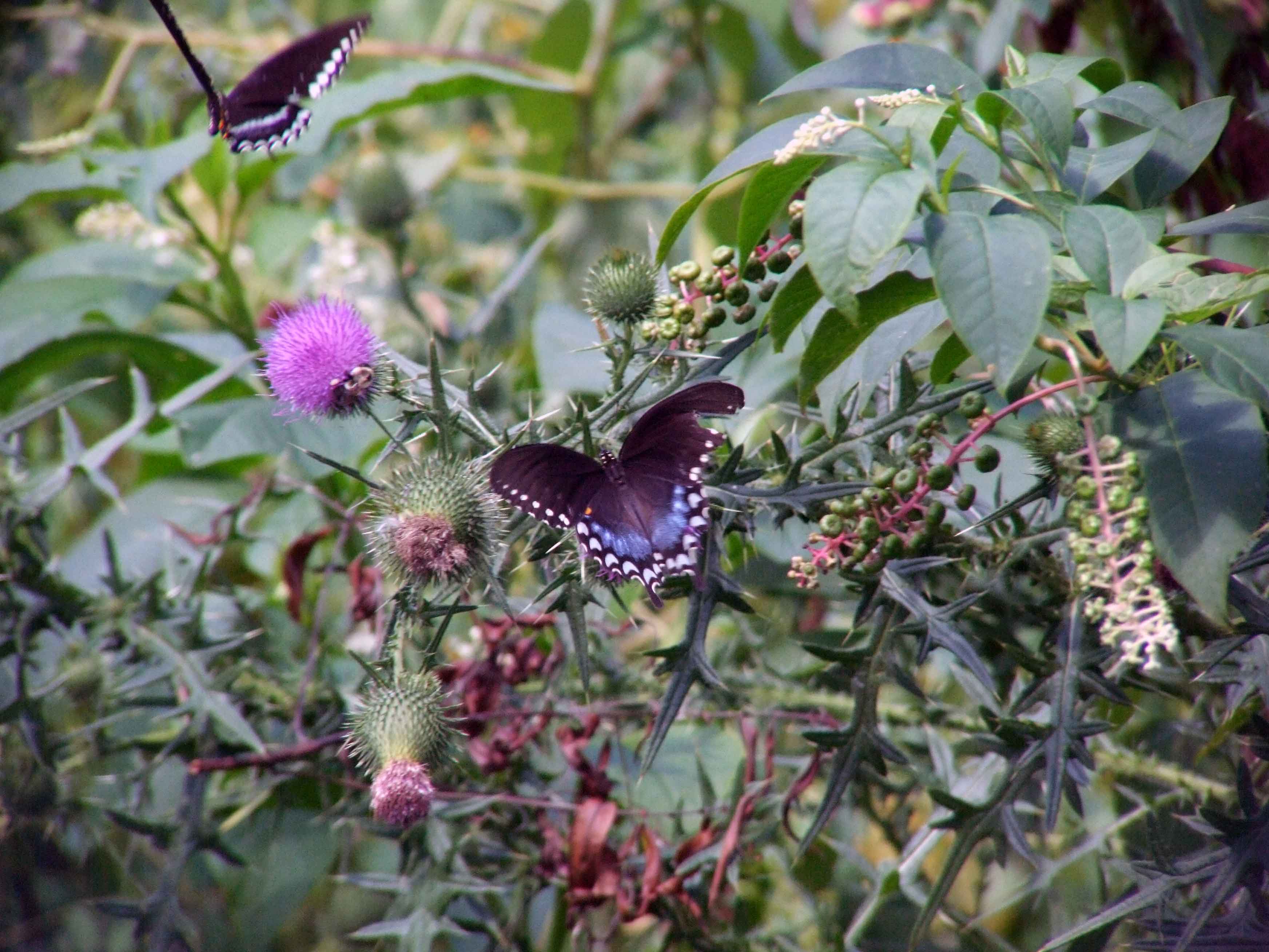 bird watching, Butterflies, C&O Canal, camera, DC, Dick Maley, display, Fuji Digital Camera S9600, Google Images, Hughes Hollow, Hunting Quarter Road, Marsh, Maryland, mating, MD, Montgomery County, North America, photography, Poolesville, Potomac, Richard Maley, river, USA, Washington, Wetlands