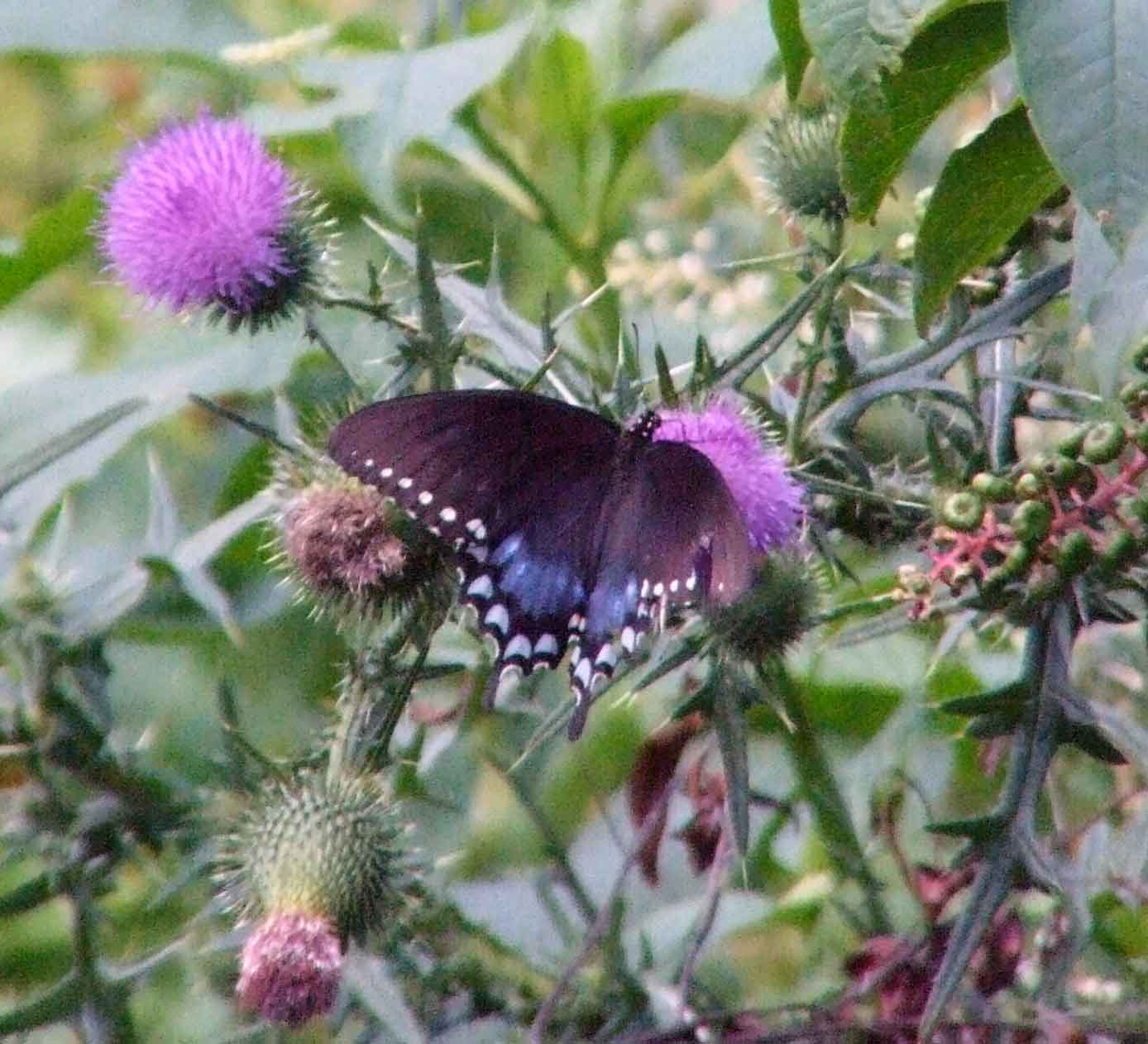 bird watching, Butterflies, C&O Canal, camera, DC, Dick Maley, display, Fuji Digital Camera S9600, Google Images, Hughes Hollow, Hunting Quarter Road, Marsh, Maryland, mating, MD, Montgomery County, North America, photography, Poolesville, Potomac, Richard Maley, river, USA, Washington, Wetlands