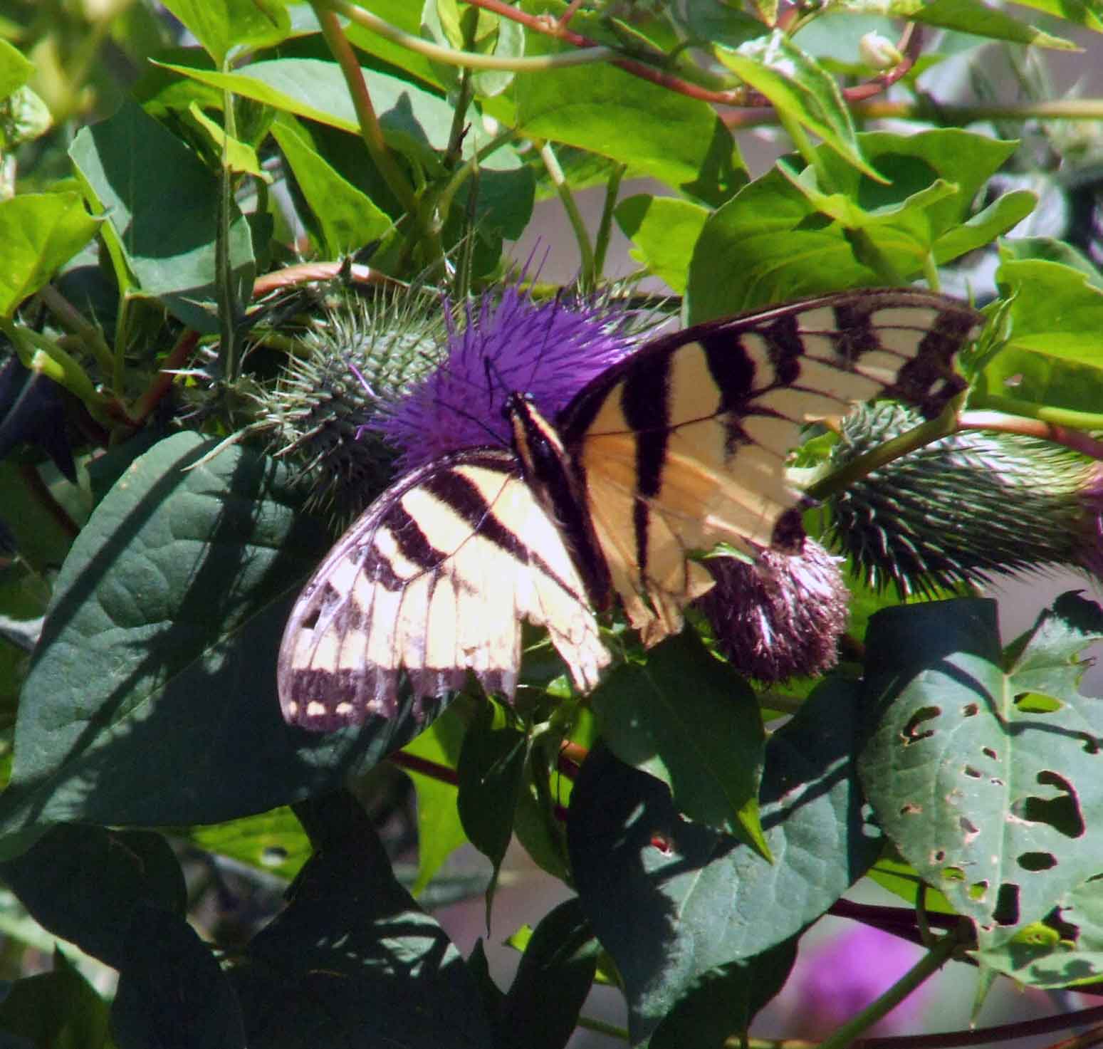 bird watching, Butterflies, C&O Canal, camera, DC, Dick Maley, display, Fuji Digital Camera S9600, Google Images, Hughes Hollow, Hunting Quarter Road, Marsh, Maryland, mating, MD, Montgomery County, North America, photography, Poolesville, Potomac, Richard Maley, river, USA, Washington, Wetlands