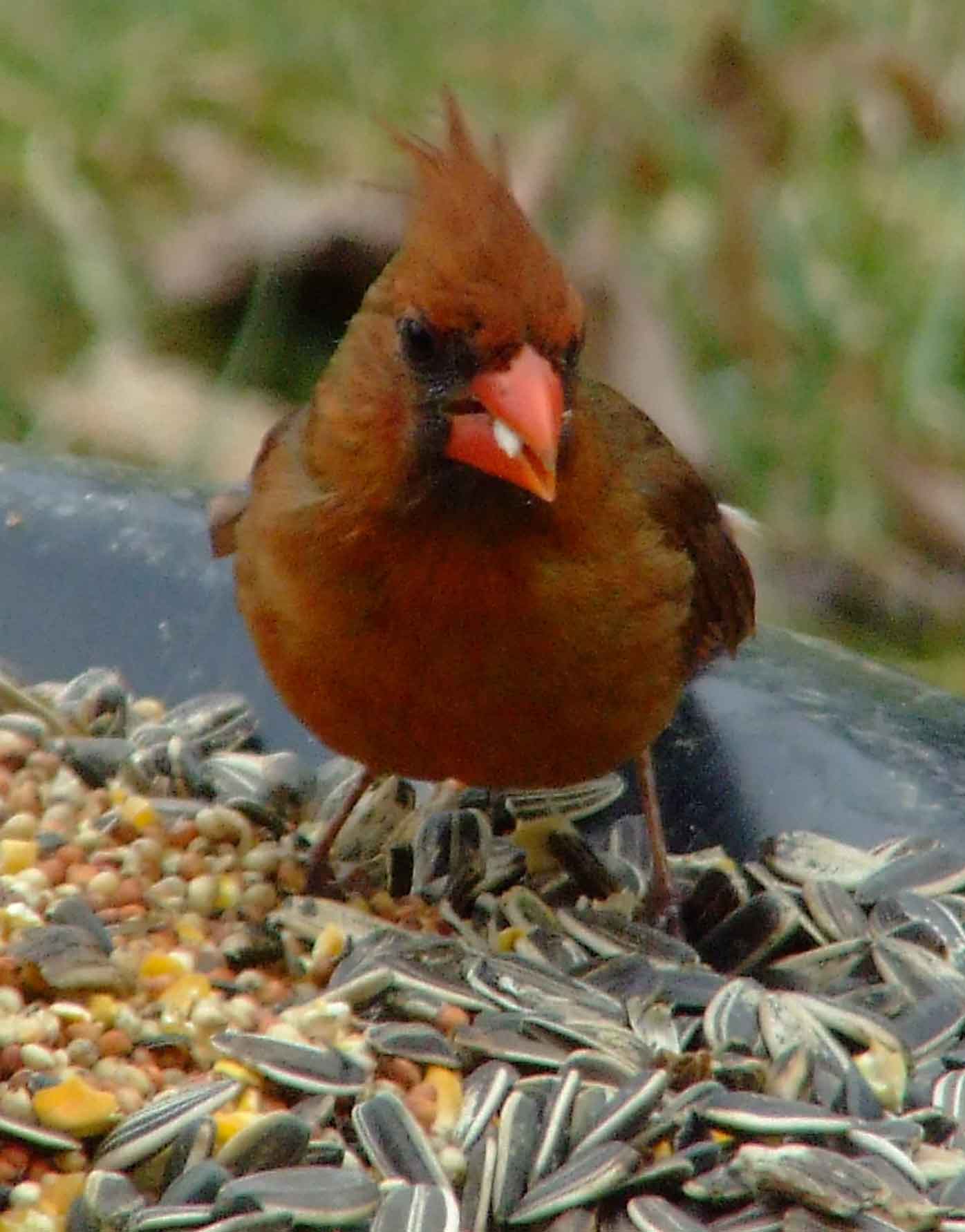 bird watching, black mask, C&O Canal, Cardinalis cardinalis, Class: Aves, crest, DC, Dick Maley, display, Family: Cardinalidae, Fuji Digital Camera S9600, Genus: Cardinalis, Google Images, Hughes Hollow, Hunting Quarter Road, Kingdom: Animalia, Marsh, Maryland, MD, Montgomery County, North America, Northern Cardinal, Order: Passeriformes, photography, Phylum: Chordata, Poolesville, Potomac, Redbird, Richard Maley, river, Species: C cardinalis, USA, Virginia nightingale, Washington, Wetlands