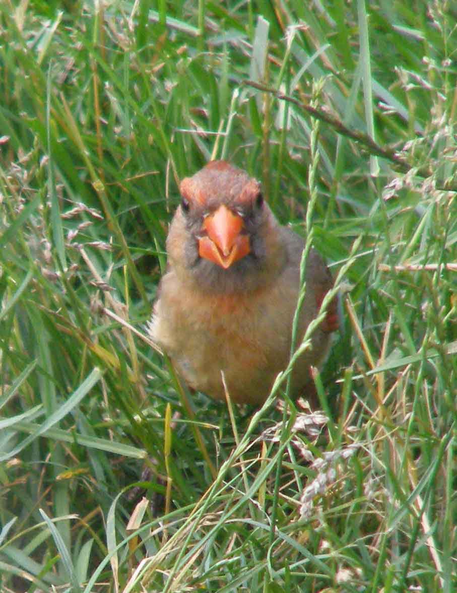 bird watching, black mask, C&O Canal, Cardinalis cardinalis, Class: Aves, crest, DC, Dick Maley, display, Family: Cardinalidae, Fuji Digital Camera S9600, Genus: Cardinalis, Google Images, Hughes Hollow, Hunting Quarter Road, Kingdom: Animalia, Marsh, Maryland, MD, Montgomery County, North America, Northern Cardinal, Order: Passeriformes, photography, Phylum: Chordata, Poolesville, Potomac, Redbird, Richard Maley, river, Species: C cardinalis, USA, Virginia nightingale, Washington, Wetlands