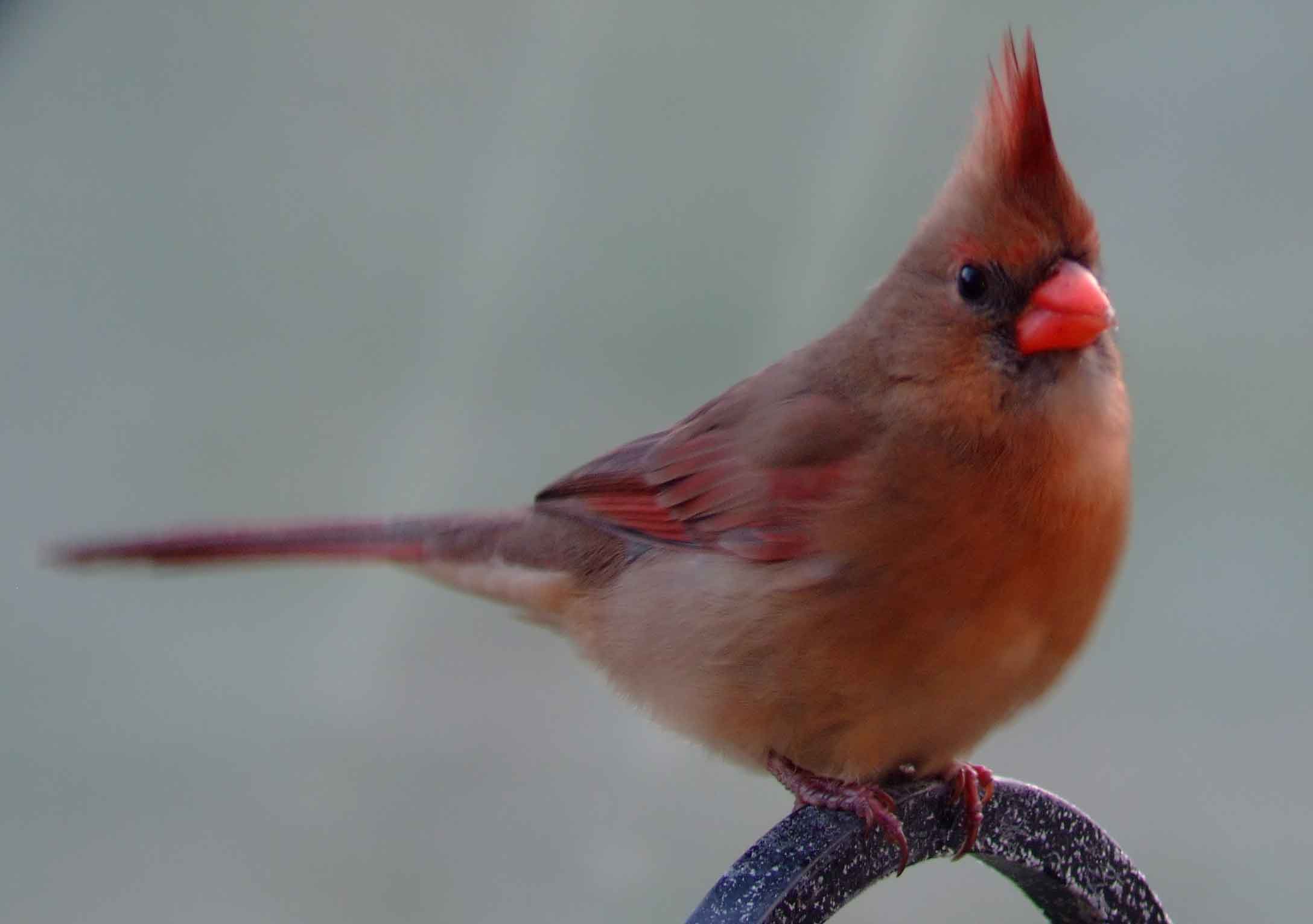 bird watching, black mask, C&O Canal, Cardinalis cardinalis, Class: Aves, crest, DC, Dick Maley, display, Family: Cardinalidae, Fuji Digital Camera S9600, Genus: Cardinalis, Google Images, Hughes Hollow, Hunting Quarter Road, Kingdom: Animalia, Marsh, Maryland, MD, Montgomery County, North America, Northern Cardinal, Order: Passeriformes, photography, Phylum: Chordata, Poolesville, Potomac, Redbird, Richard Maley, river, Species: C cardinalis, USA, Virginia nightingale, Washington, Wetlands