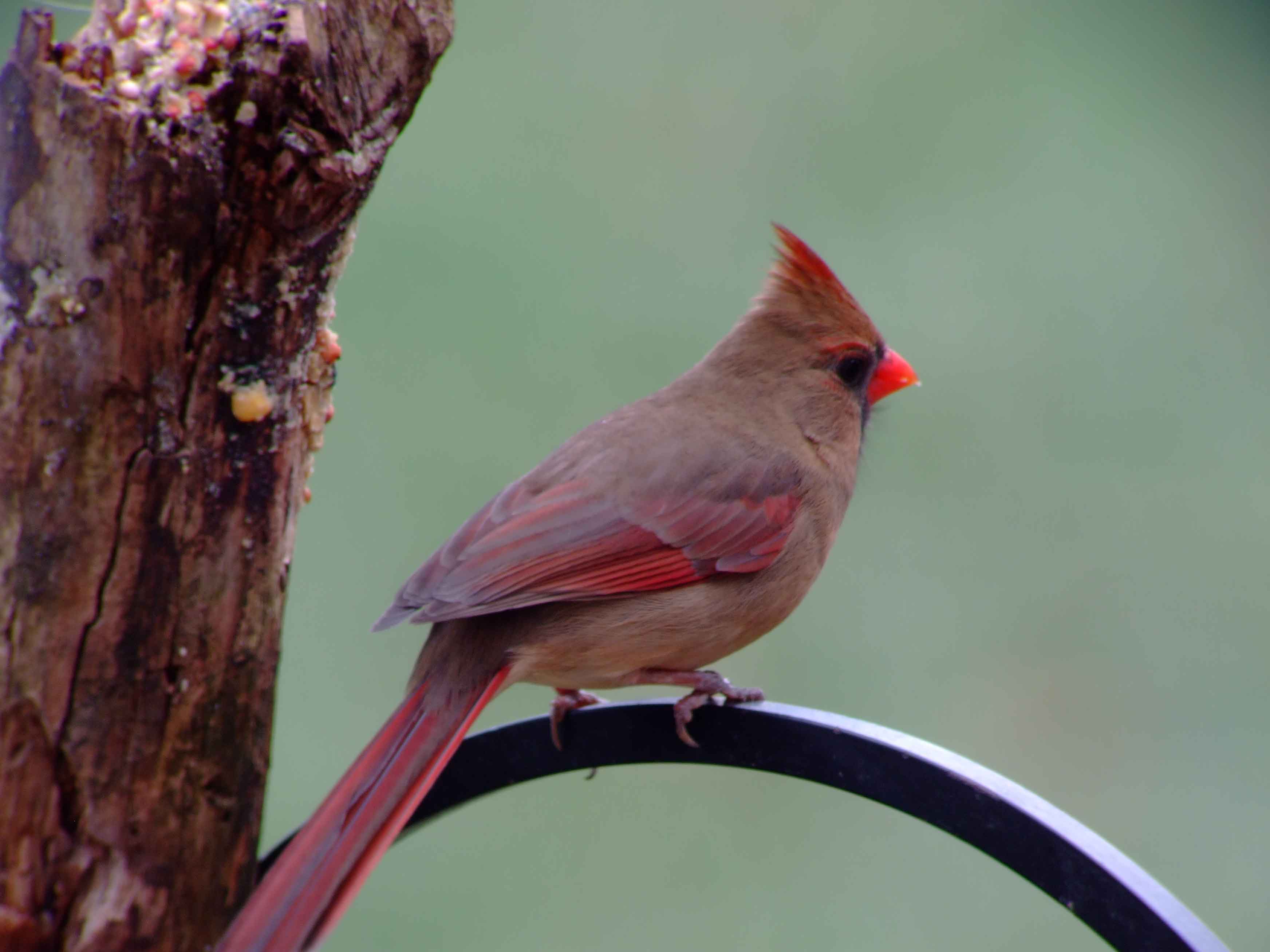 bird watching, black mask, C&O Canal, Cardinalis cardinalis, Class: Aves, crest, DC, Dick Maley, display, Family: Cardinalidae, Fuji Digital Camera S9600, Genus: Cardinalis, Google Images, Hughes Hollow, Hunting Quarter Road, Kingdom: Animalia, Marsh, Maryland, MD, Montgomery County, North America, Northern Cardinal, Order: Passeriformes, photography, Phylum: Chordata, Poolesville, Potomac, Redbird, Richard Maley, river, Species: C cardinalis, USA, Virginia nightingale, Washington, Wetlands