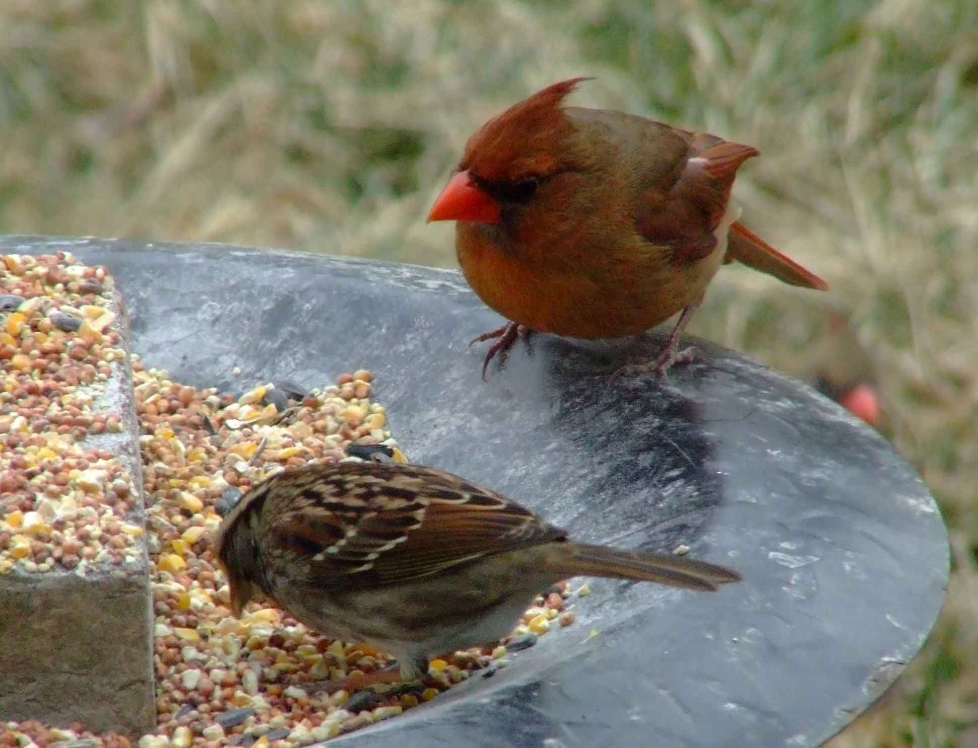 bird watching, black mask, C&O Canal, Cardinalis cardinalis, Class: Aves, crest, DC, Dick Maley, display, Family: Cardinalidae, Fuji Digital Camera S9600, Genus: Cardinalis, Google Images, Hughes Hollow, Hunting Quarter Road, Kingdom: Animalia, Marsh, Maryland, MD, Montgomery County, North America, Northern Cardinal, Order: Passeriformes, photography, Phylum: Chordata, Poolesville, Potomac, Redbird, Richard Maley, river, Species: C cardinalis, USA, Virginia nightingale, Washington, Wetlands