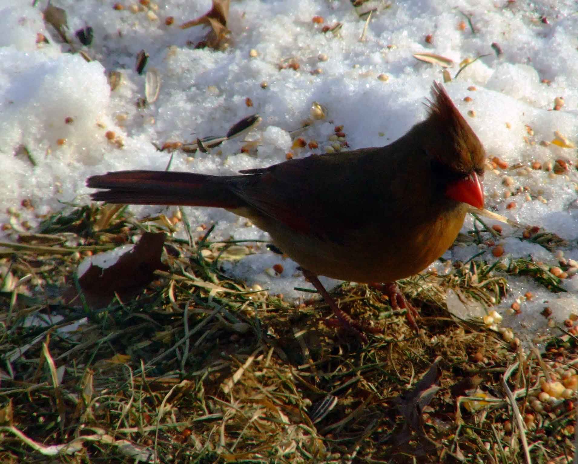 bird watching, black mask, C&O Canal, Cardinalis cardinalis, Class: Aves, crest, DC, Dick Maley, display, Family: Cardinalidae, Fuji Digital Camera S9600, Genus: Cardinalis, Google Images, Hughes Hollow, Hunting Quarter Road, Kingdom: Animalia, Marsh, Maryland, MD, Montgomery County, North America, Northern Cardinal, Order: Passeriformes, photography, Phylum: Chordata, Poolesville, Potomac, Redbird, Richard Maley, river, Species: C cardinalis, USA, Virginia nightingale, Washington, Wetlands