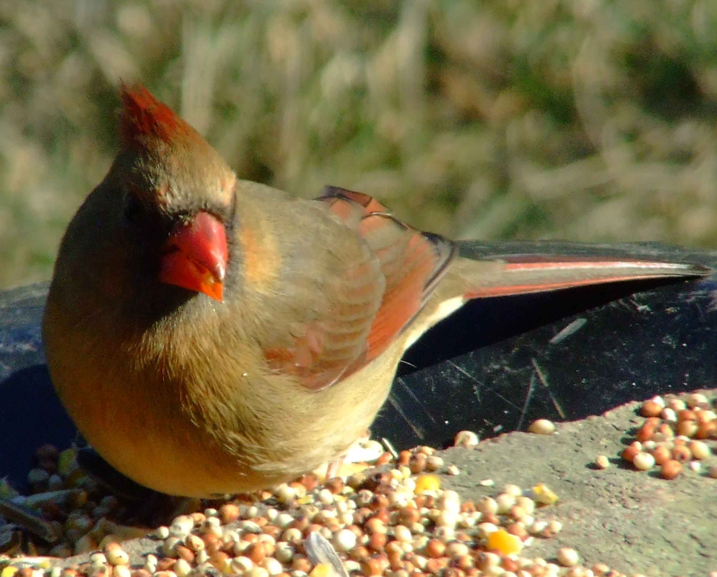 bird watching, black mask, C&O Canal, Cardinalis cardinalis, Class: Aves, crest, DC, Dick Maley, display, Family: Cardinalidae, Fuji Digital Camera S9600, Genus: Cardinalis, Google Images, Hughes Hollow, Hunting Quarter Road, Kingdom: Animalia, Marsh, Maryland, MD, Montgomery County, North America, Northern Cardinal, Order: Passeriformes, photography, Phylum: Chordata, Poolesville, Potomac, Redbird, Richard Maley, river, Species: C cardinalis, USA, Virginia nightingale, Washington, Wetlands