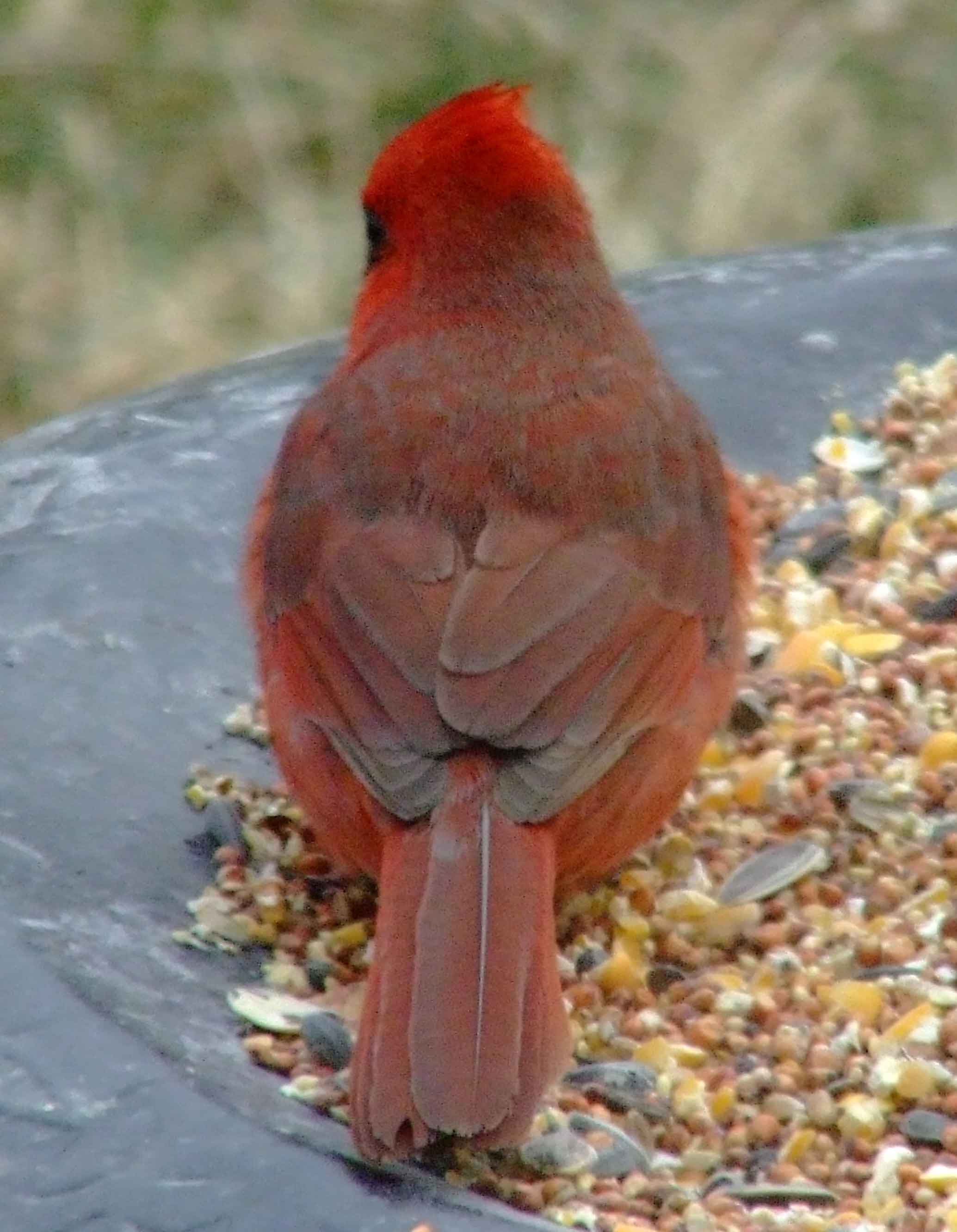 bird watching, black mask, C&O Canal, Cardinalis cardinalis, Class: Aves, crest, DC, Dick Maley, display, Family: Cardinalidae, Fuji Digital Camera S9600, Genus: Cardinalis, Google Images, Hughes Hollow, Hunting Quarter Road, Kingdom: Animalia, Marsh, Maryland, MD, Montgomery County, North America, Northern Cardinal, Order: Passeriformes, photography, Phylum: Chordata, Poolesville, Potomac, Redbird, Richard Maley, river, Species: C cardinalis, USA, Virginia nightingale, Washington, Wetlands