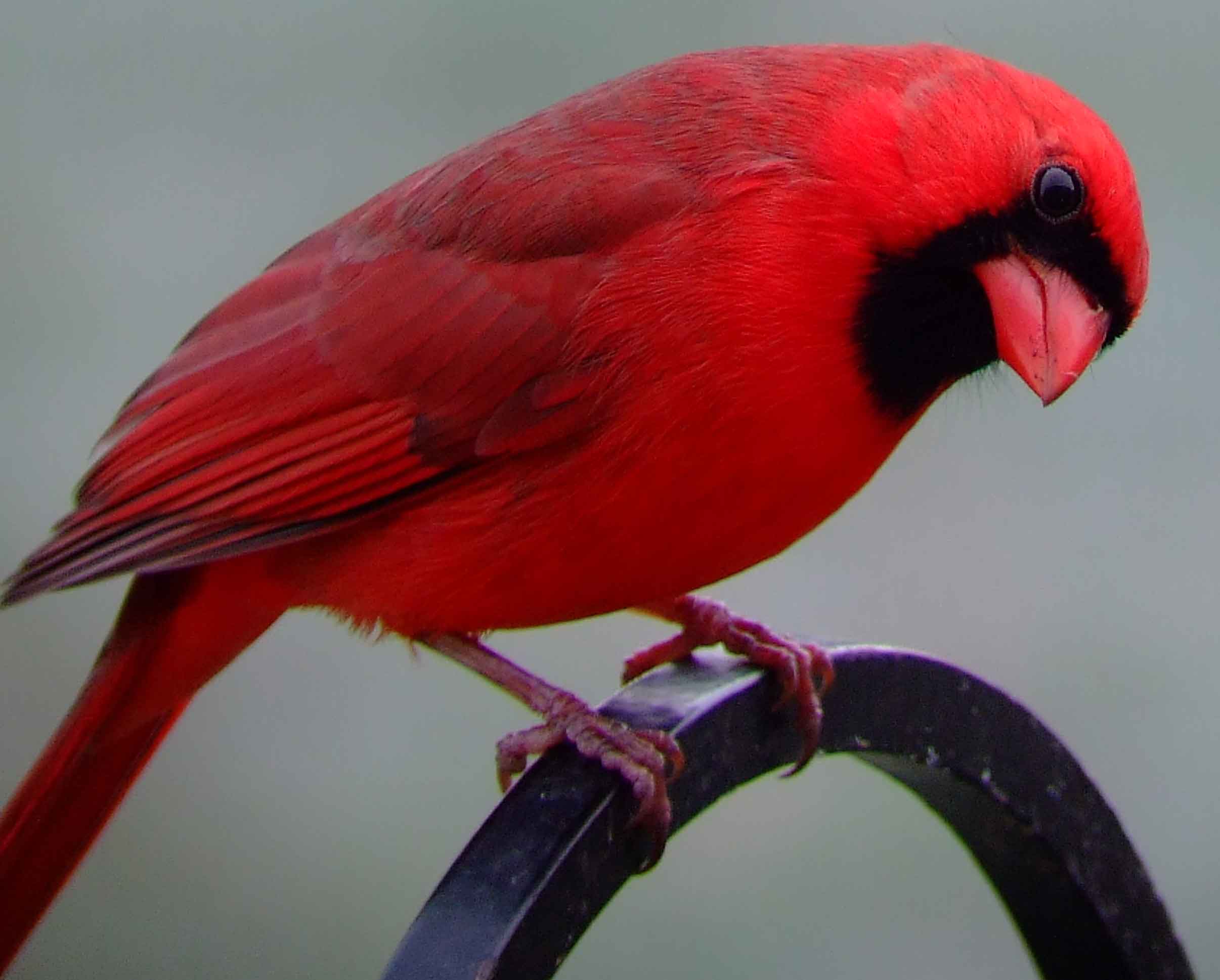 bird watching, black mask, C&O Canal, Cardinalis cardinalis, Class: Aves, crest, DC, Dick Maley, display, Family: Cardinalidae, Fuji Digital Camera S9600, Genus: Cardinalis, Google Images, Hughes Hollow, Hunting Quarter Road, Kingdom: Animalia, Marsh, Maryland, MD, Montgomery County, North America, Northern Cardinal, Order: Passeriformes, photography, Phylum: Chordata, Poolesville, Potomac, Redbird, Richard Maley, river, Species: C cardinalis, USA, Virginia nightingale, Washington, Wetlands