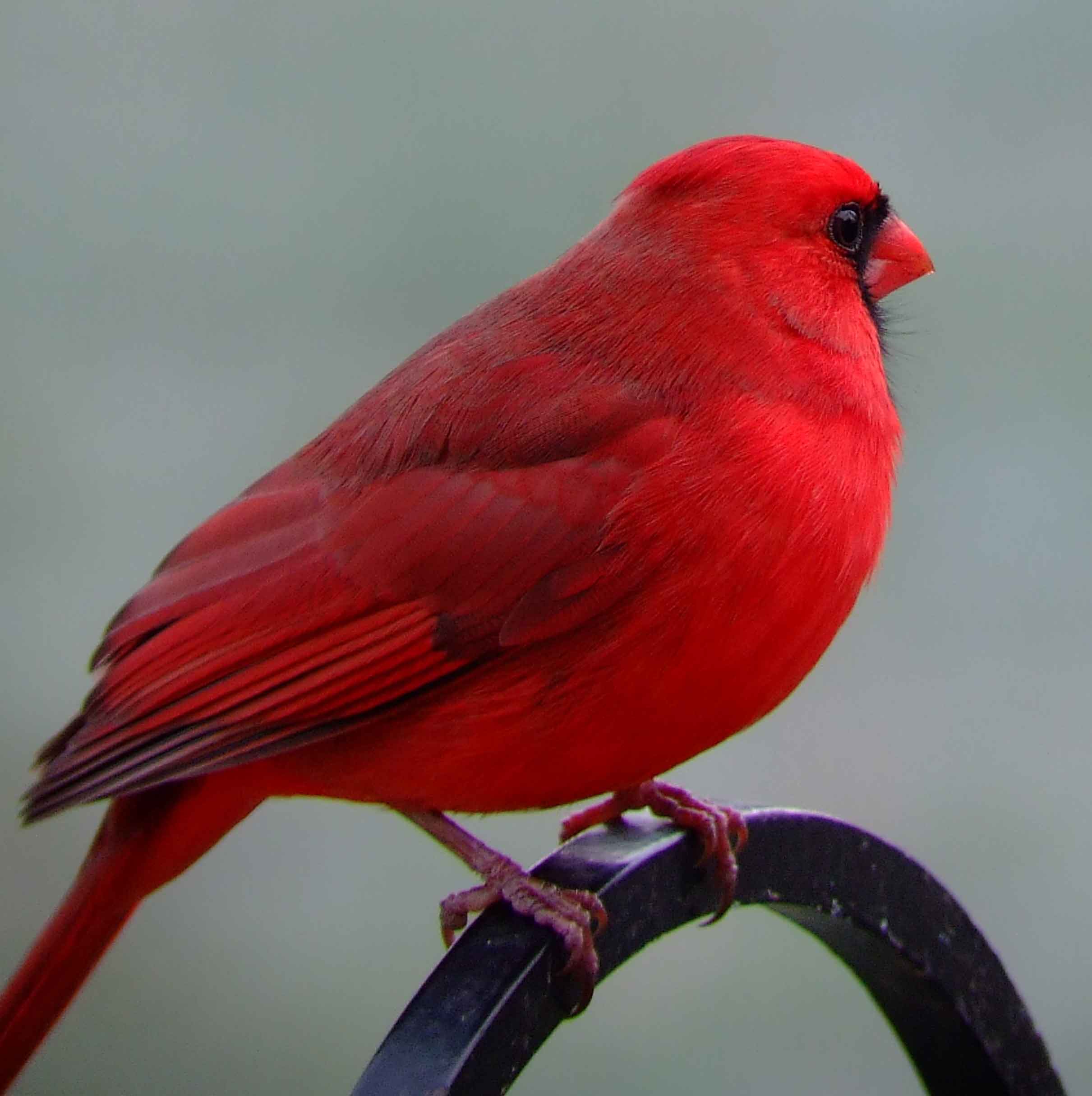 bird watching, black mask, C&O Canal, Cardinalis cardinalis, Class: Aves, crest, DC, Dick Maley, display, Family: Cardinalidae, Fuji Digital Camera S9600, Genus: Cardinalis, Google Images, Hughes Hollow, Hunting Quarter Road, Kingdom: Animalia, Marsh, Maryland, MD, Montgomery County, North America, Northern Cardinal, Order: Passeriformes, photography, Phylum: Chordata, Poolesville, Potomac, Redbird, Richard Maley, river, Species: C cardinalis, USA, Virginia nightingale, Washington, Wetlands