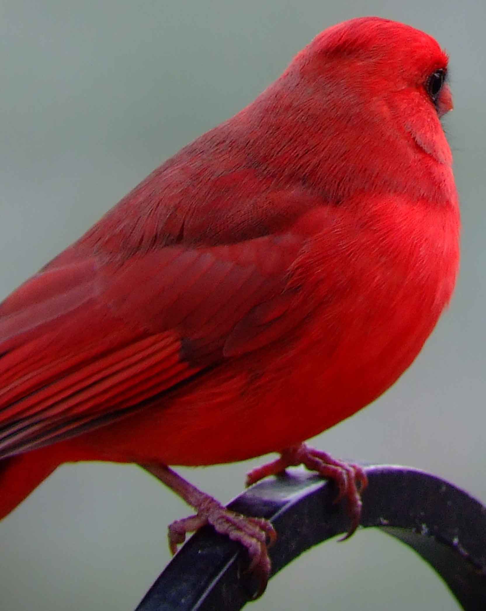 bird watching, black mask, C&O Canal, Cardinalis cardinalis, Class: Aves, crest, DC, Dick Maley, display, Family: Cardinalidae, Fuji Digital Camera S9600, Genus: Cardinalis, Google Images, Hughes Hollow, Hunting Quarter Road, Kingdom: Animalia, Marsh, Maryland, MD, Montgomery County, North America, Northern Cardinal, Order: Passeriformes, photography, Phylum: Chordata, Poolesville, Potomac, Redbird, Richard Maley, river, Species: C cardinalis, USA, Virginia nightingale, Washington, Wetlands