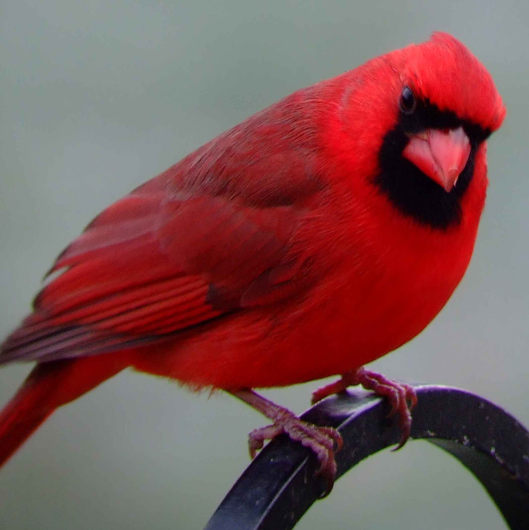 bird watching, black mask, C&O Canal, Cardinalis cardinalis, Class: Aves, crest, DC, Dick Maley, display, Family: Cardinalidae, Fuji Digital Camera S9600, Genus: Cardinalis, Google Images, Hughes Hollow, Hunting Quarter Road, Kingdom: Animalia, Marsh, Maryland, MD, Montgomery County, North America, Northern Cardinal, Order: Passeriformes, photography, Phylum: Chordata, Poolesville, Potomac, Redbird, Richard Maley, river, Species: C cardinalis, USA, Virginia nightingale, Washington, Wetlands