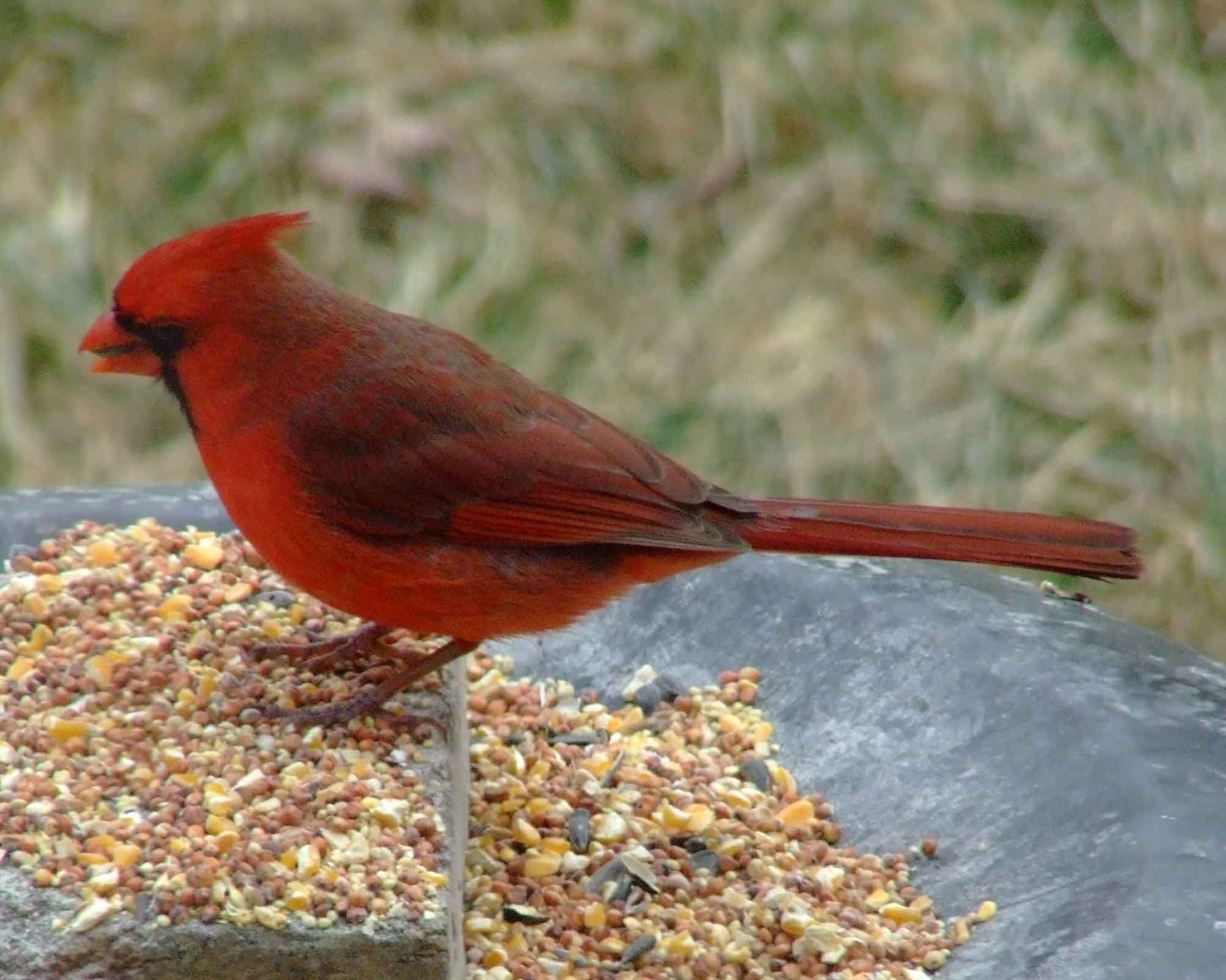 bird watching, black mask, C&O Canal, Cardinalis cardinalis, Class: Aves, crest, DC, Dick Maley, display, Family: Cardinalidae, Fuji Digital Camera S9600, Genus: Cardinalis, Google Images, Hughes Hollow, Hunting Quarter Road, Kingdom: Animalia, Marsh, Maryland, MD, Montgomery County, North America, Northern Cardinal, Order: Passeriformes, photography, Phylum: Chordata, Poolesville, Potomac, Redbird, Richard Maley, river, Species: C cardinalis, USA, Virginia nightingale, Washington, Wetlands