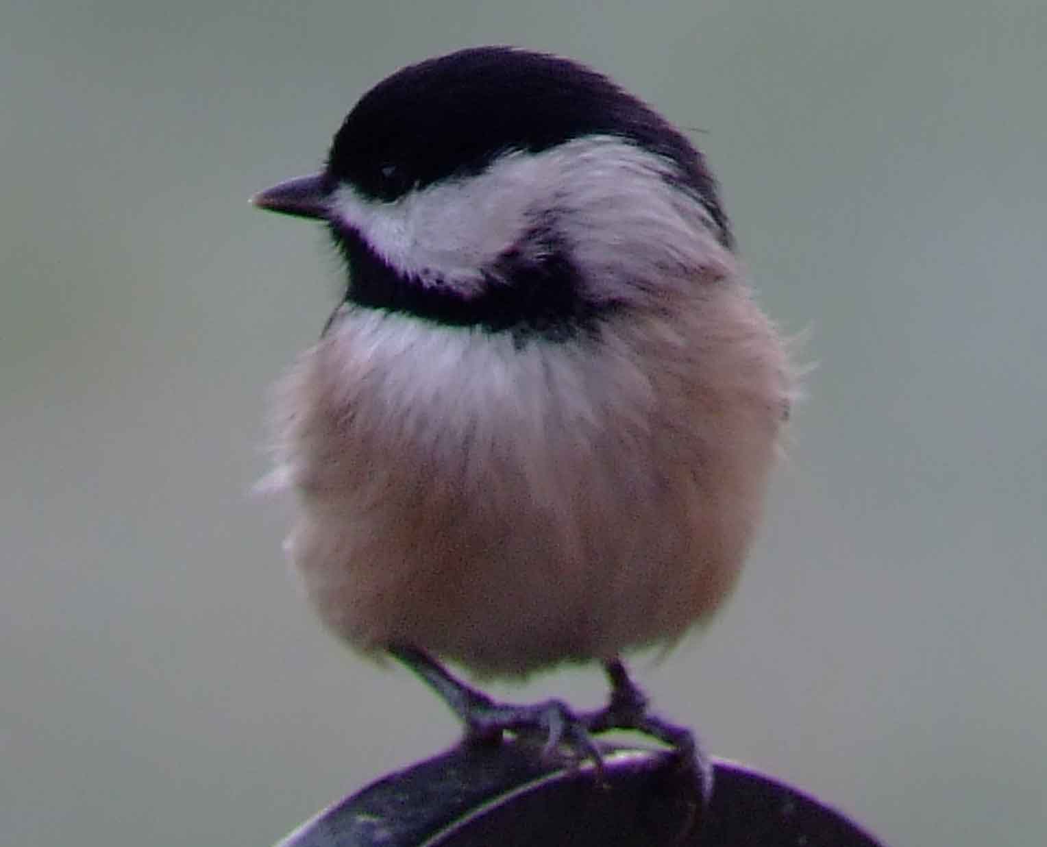 binoculars, bird watching, black bib, black cap, C&O Canal, camera, Carolina Chickadee, Class:Aves, DC, Dick Maley, digiscoping, display, Family: Paridae, focus, Fuji Digital Camera S9600, Genus: Poecile, Google Images, Hughes Hollow, Hunting Quarter Road, in focus, Kingdom:Animalia, Marsh, Maryland, mating, MD, Montgomery County, North America, Order:Passeriformes, photography, photoshop, Phylum: Chordata, Poecile carolinensis, Poolesville, Potomac, Potomac Maryland, refractor, resolution, Richard Maley, ritual, river, sharp, Species: P carolinensis, telephoto, telescope, tit family, USA, Washington, Wetlands, white sides to the face