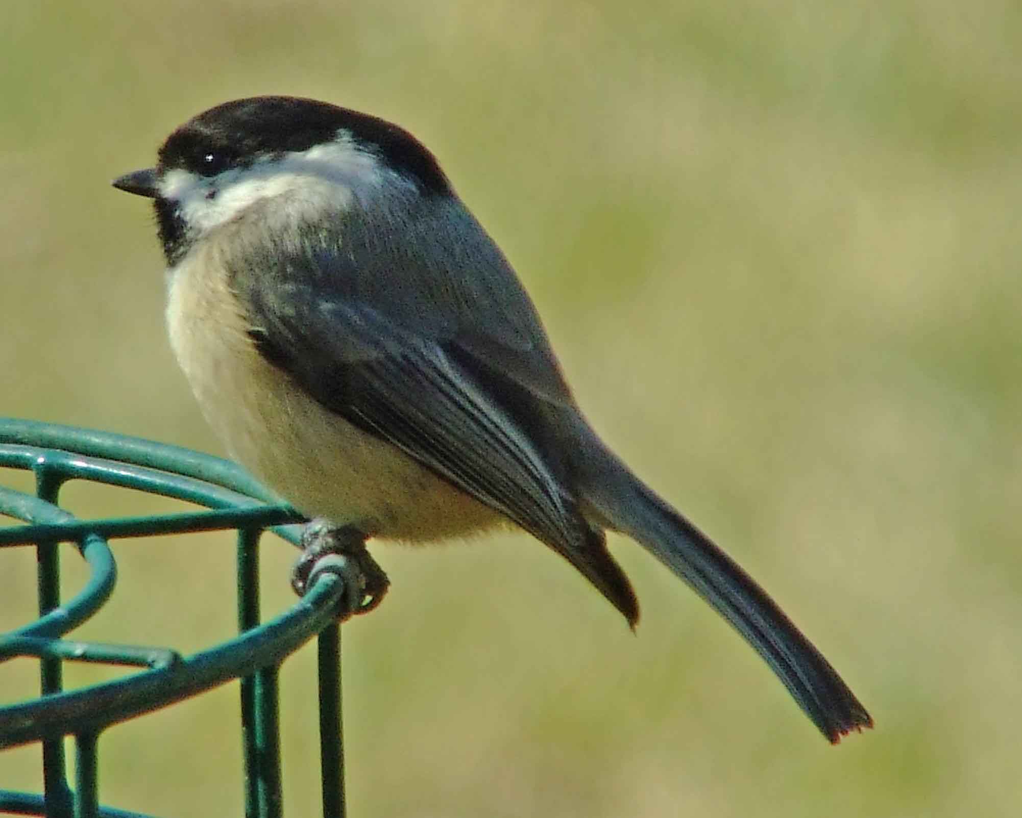 binoculars, bird watching, black bib, black cap, C&O Canal, camera, Carolina Chickadee, Class:Aves, DC, Dick Maley, digiscoping, display, Family: Paridae, focus, Fuji Digital Camera S9600, Genus: Poecile, Google Images, Hughes Hollow, Hunting Quarter Road, in focus, Kingdom:Animalia, Marsh, Maryland, mating, MD, Montgomery County, North America, Order:Passeriformes, photography, photoshop, Phylum: Chordata, Poecile carolinensis, Poolesville, Potomac, Potomac Maryland, refractor, resolution, Richard Maley, ritual, river, sharp, Species: P carolinensis, telephoto, telescope, tit family, USA, Washington, Wetlands, white sides to the face