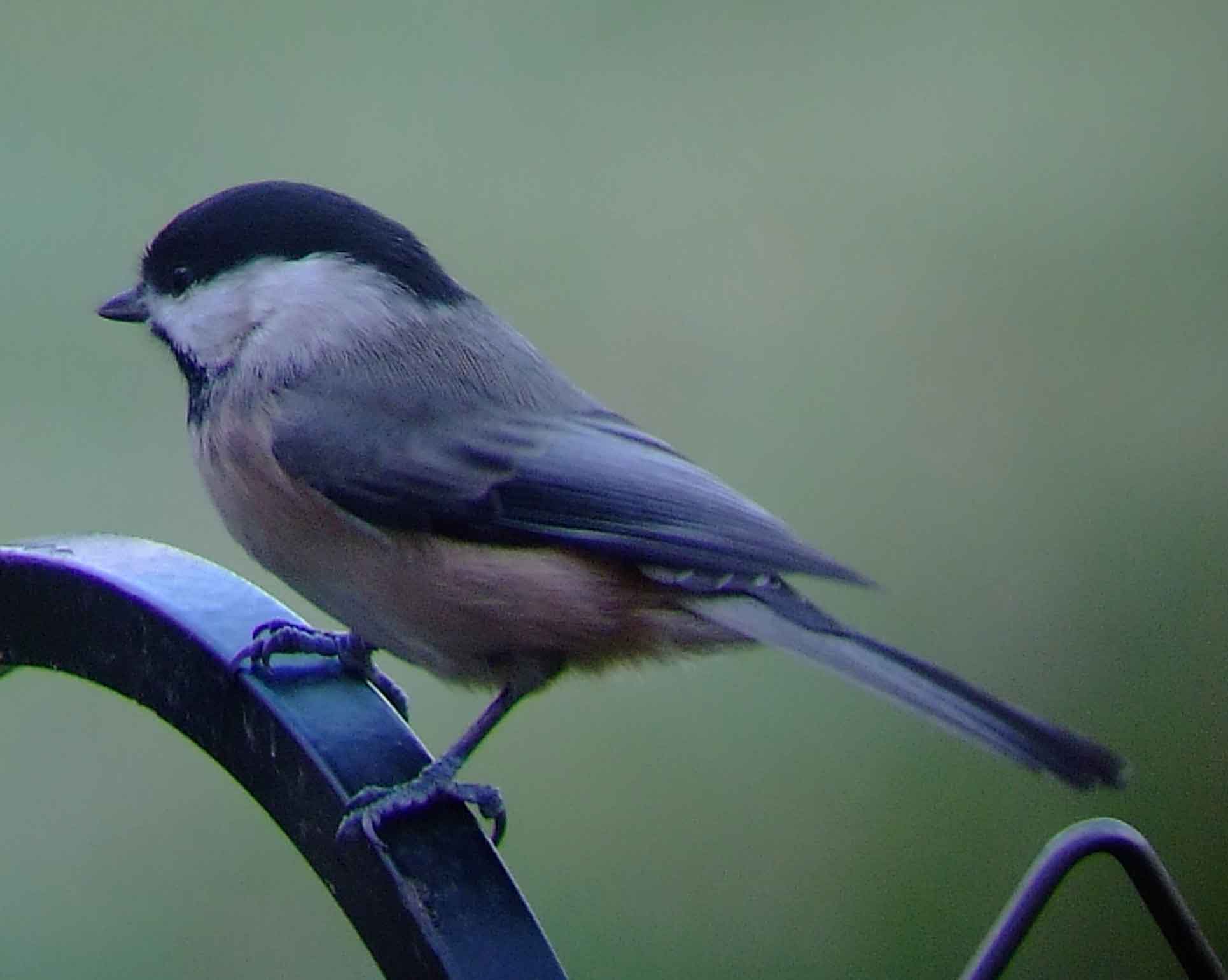 binoculars, bird watching, black bib, black cap, C&O Canal, camera, Carolina Chickadee, Class:Aves, DC, Dick Maley, digiscoping, display, Family: Paridae, focus, Fuji Digital Camera S9600, Genus: Poecile, Google Images, Hughes Hollow, Hunting Quarter Road, in focus, Kingdom:Animalia, Marsh, Maryland, mating, MD, Montgomery County, North America, Order:Passeriformes, photography, photoshop, Phylum: Chordata, Poecile carolinensis, Poolesville, Potomac, Potomac Maryland, refractor, resolution, Richard Maley, ritual, river, sharp, Species: P carolinensis, telephoto, telescope, tit family, USA, Washington, Wetlands, white sides to the face