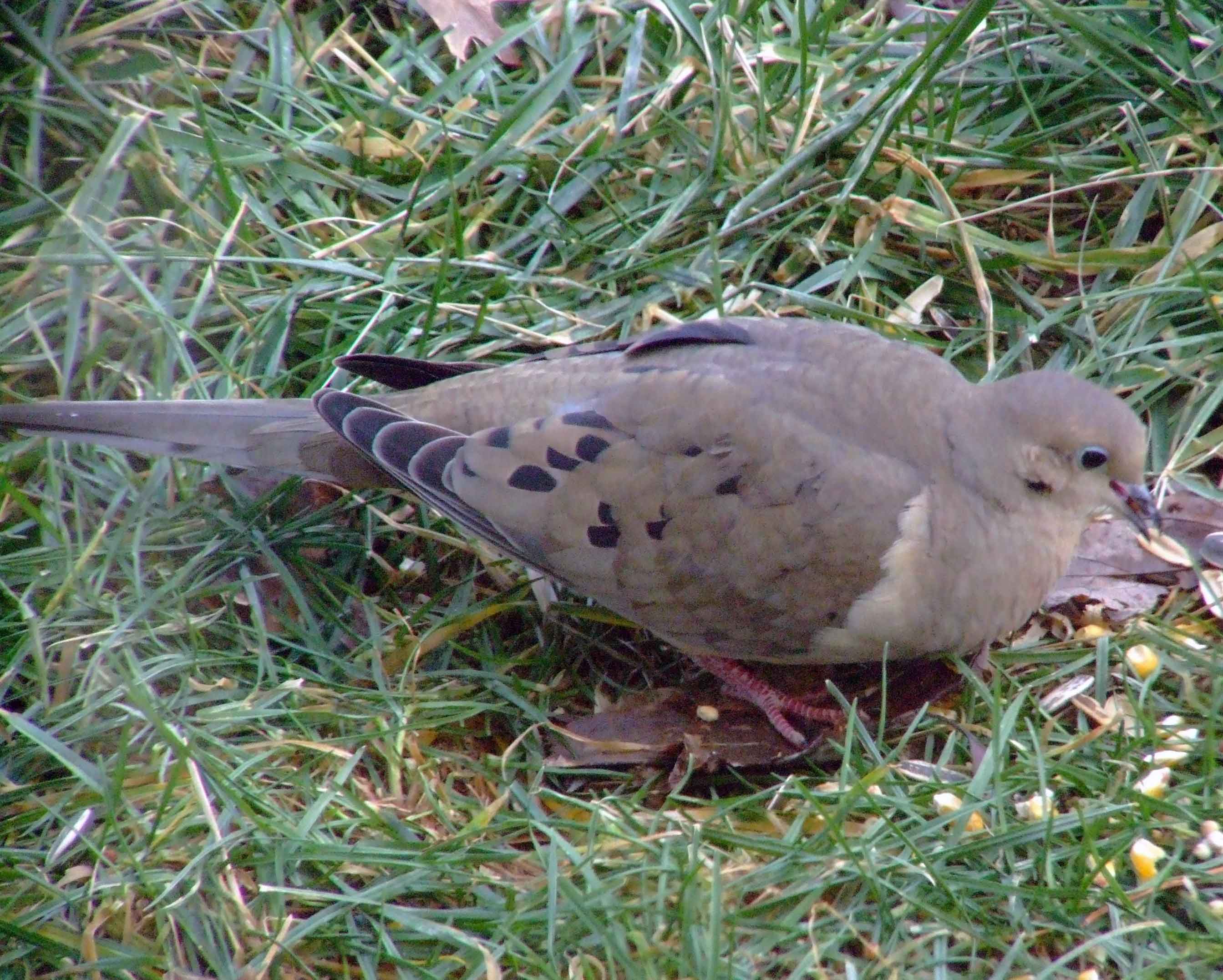 bird feeders, bird food, bird watching, C&O Canal, camera, camping, DC, Dick Maley, display, feathers, Fuji Digital Camera S9600, Google Images, hiking, Hughes Hollow, Hunting Quarter Road, Marsh, Maryland, MD, Montgomery County, mourning dove, nature, North America, photography, Poolesville, Potomac, refractor, Richard Maley, river, suet, telephoto, telescope, USA, Washington, Wetlands