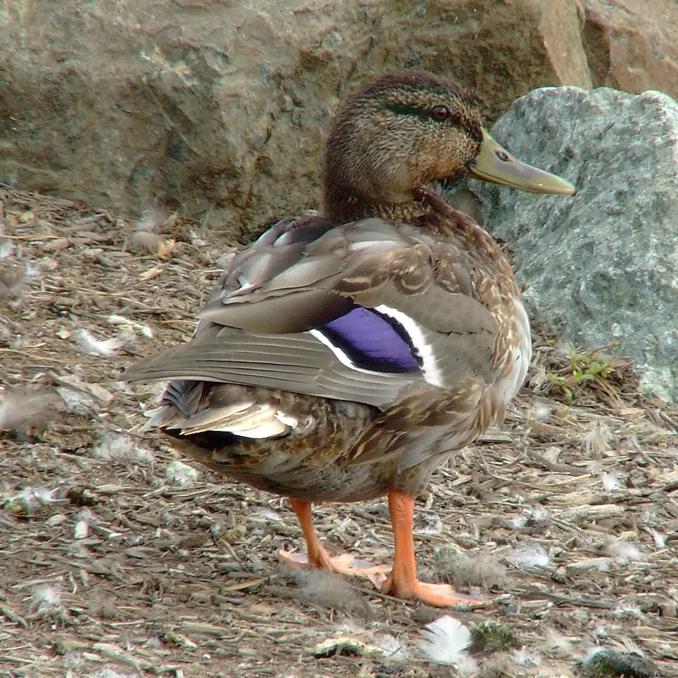 Anas platyrhynchos, bird watching, C and O Canal, Class: Aves, dabbling duck, DC, Dick Maley, display, Duck, Family: Anatidae, Fuji Digital Camera S9600, Genus: Anas, Google Images, Hughes Hollow, Hunting Quarter Road, Kingdom: Animalia, Mallard Duck, Marsh, Maryland, MD, Montgomery County, North America, Order: Anseriformes, photography, Phylum: Chordata, Poolesville, Potomac, Richard Maley, river, Species: A platyrhynchos, Subfamily: Anatinae, USA, Washington, Wetlands