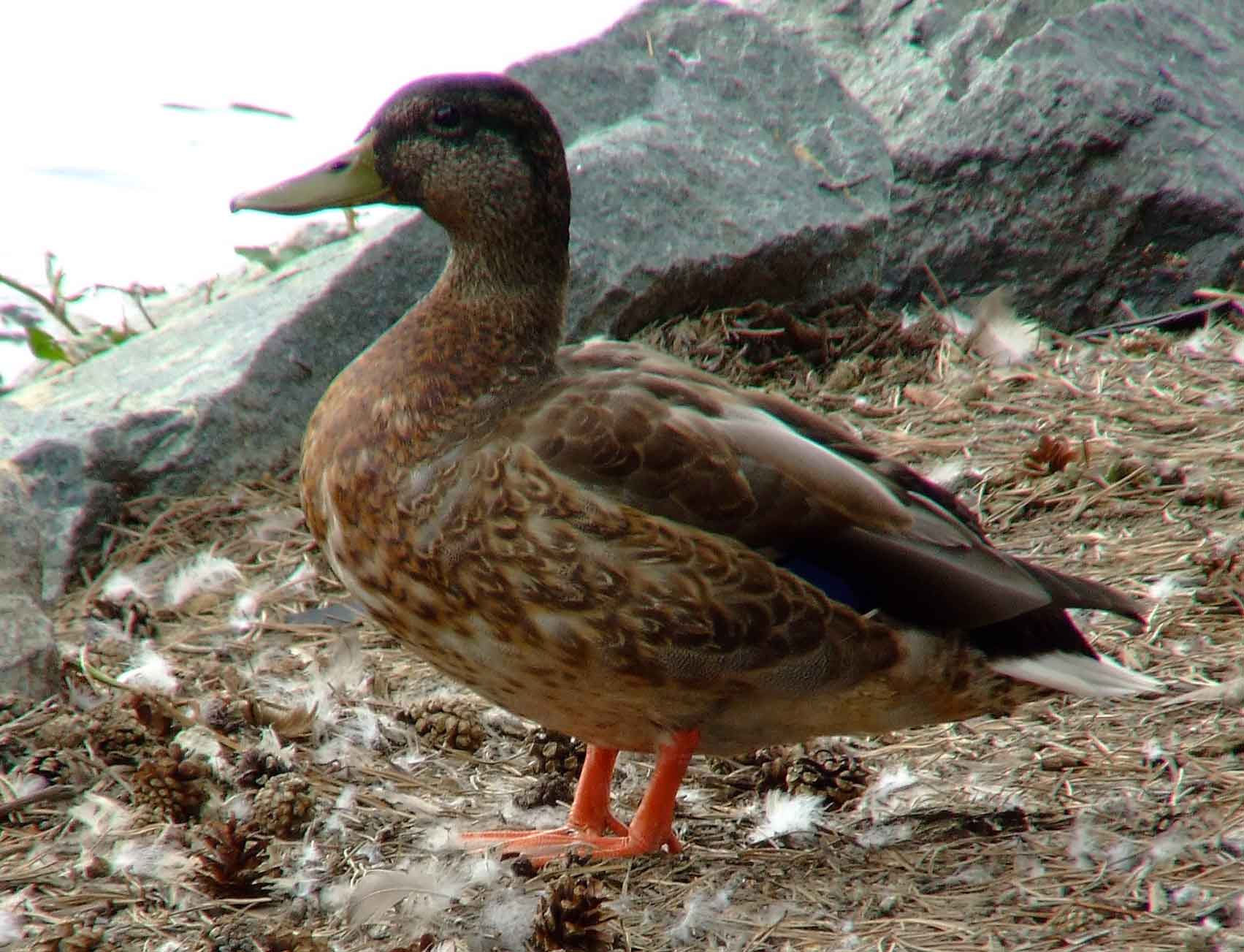 Anas platyrhynchos, bird watching, C and O Canal, Class: Aves, dabbling duck, DC, Dick Maley, display, Duck, Family: Anatidae, Fuji Digital Camera S9600, Genus: Anas, Google Images, Hughes Hollow, Hunting Quarter Road, Kingdom: Animalia, Mallard Duck, Marsh, Maryland, MD, Montgomery County, North America, Order: Anseriformes, photography, Phylum: Chordata, Poolesville, Potomac, Richard Maley, river, Species: A platyrhynchos, Subfamily: Anatinae, USA, Washington, Wetlands