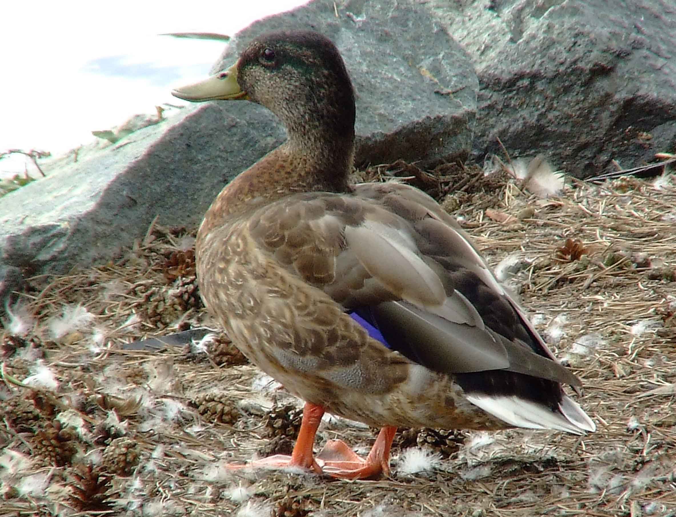 Anas platyrhynchos, bird watching, C and O Canal, Class: Aves, dabbling duck, DC, Dick Maley, display, Duck, Family: Anatidae, Fuji Digital Camera S9600, Genus: Anas, Google Images, Hughes Hollow, Hunting Quarter Road, Kingdom: Animalia, Mallard Duck, Marsh, Maryland, MD, Montgomery County, North America, Order: Anseriformes, photography, Phylum: Chordata, Poolesville, Potomac, Richard Maley, river, Species: A platyrhynchos, Subfamily: Anatinae, USA, Washington, Wetlands