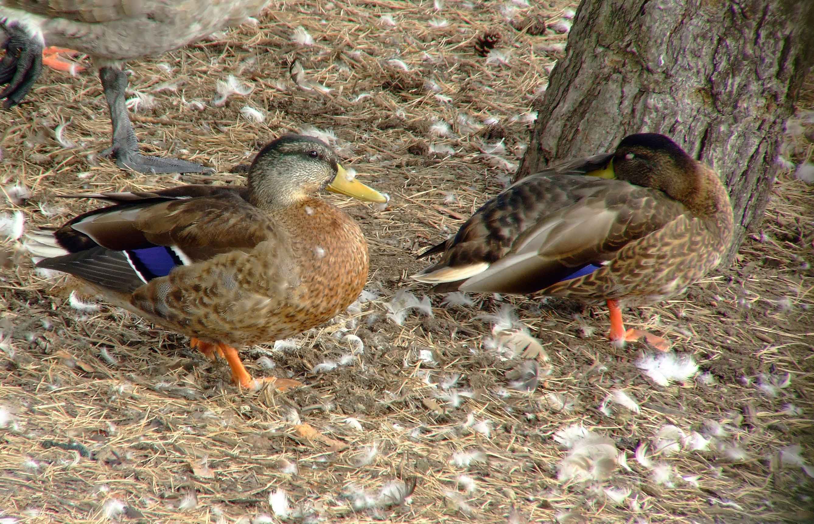 Anas platyrhynchos, bird watching, C and O Canal, Class: Aves, dabbling duck, DC, Dick Maley, display, Duck, Family: Anatidae, Fuji Digital Camera S9600, Genus: Anas, Google Images, Hughes Hollow, Hunting Quarter Road, Kingdom: Animalia, Mallard Duck, Marsh, Maryland, MD, Montgomery County, North America, Order: Anseriformes, photography, Phylum: Chordata, Poolesville, Potomac, Richard Maley, river, Species: A platyrhynchos, Subfamily: Anatinae, USA, Washington, Wetlands