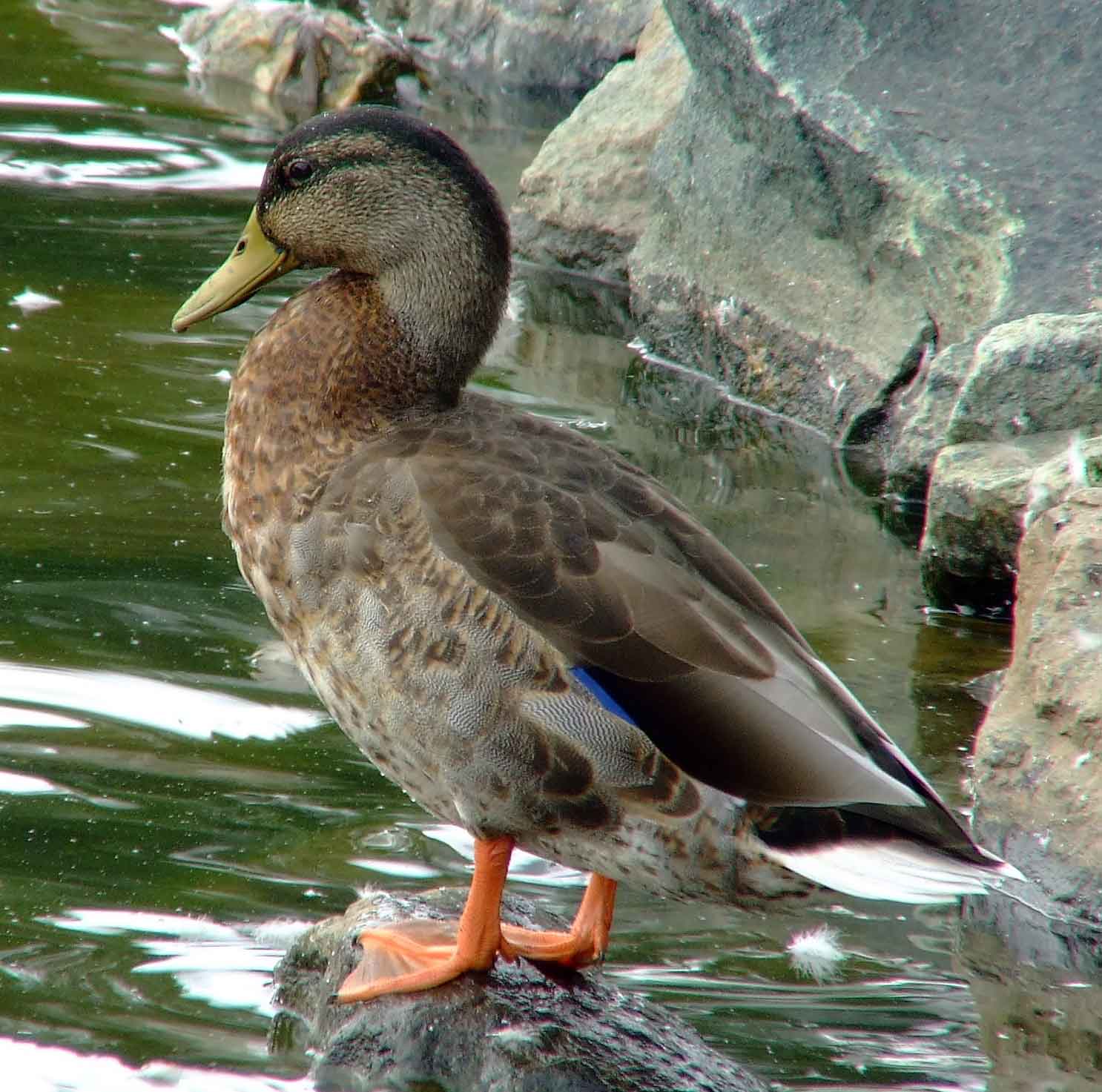 Anas platyrhynchos, bird watching, C and O Canal, Class: Aves, dabbling duck, DC, Dick Maley, display, Duck, Family: Anatidae, Fuji Digital Camera S9600, Genus: Anas, Google Images, Hughes Hollow, Hunting Quarter Road, Kingdom: Animalia, Mallard Duck, Marsh, Maryland, MD, Montgomery County, North America, Order: Anseriformes, photography, Phylum: Chordata, Poolesville, Potomac, Richard Maley, river, Species: A platyrhynchos, Subfamily: Anatinae, USA, Washington, Wetlands