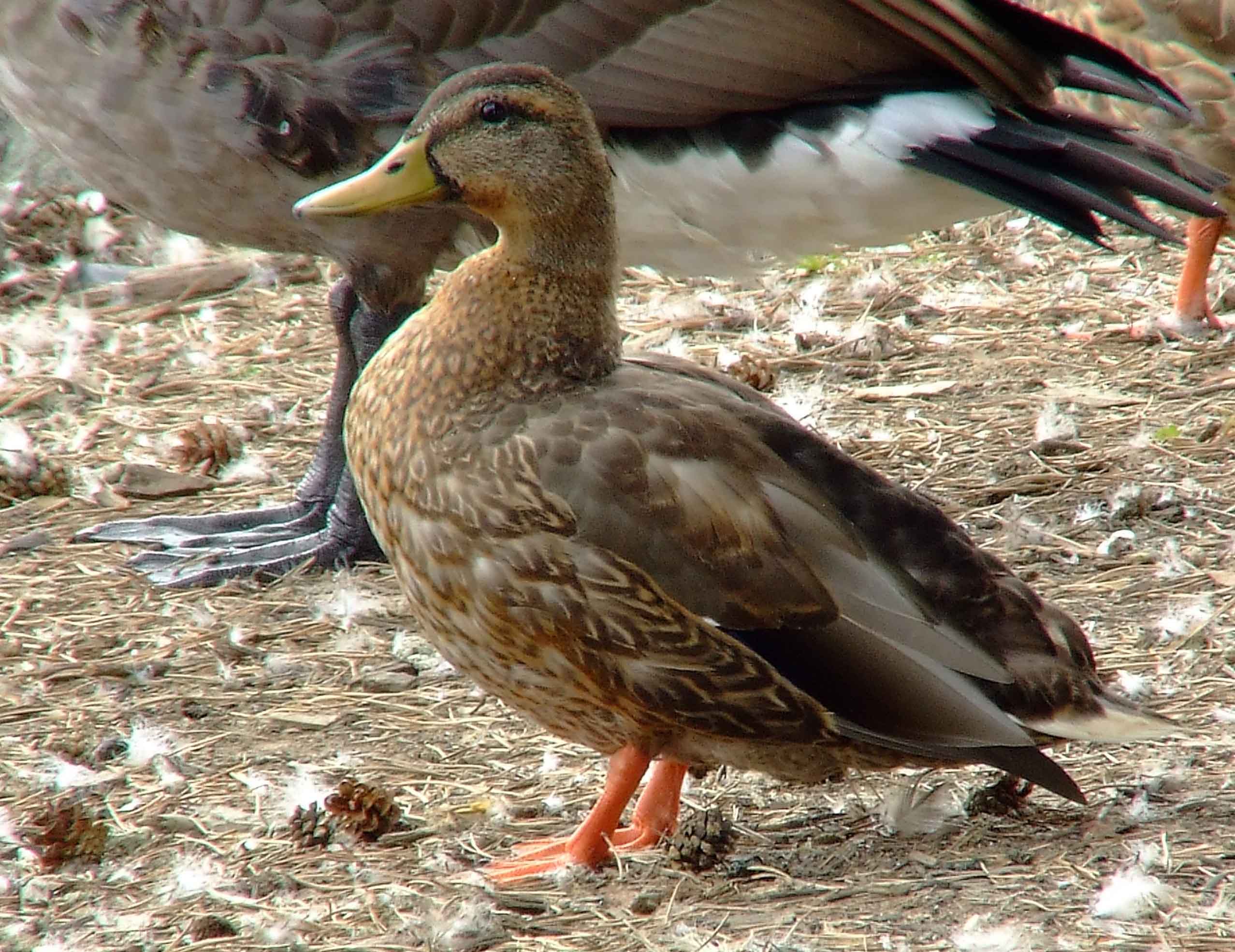 Anas platyrhynchos, bird watching, C and O Canal, Class: Aves, dabbling duck, DC, Dick Maley, display, Duck, Family: Anatidae, Fuji Digital Camera S9600, Genus: Anas, Google Images, Hughes Hollow, Hunting Quarter Road, Kingdom: Animalia, Mallard Duck, Marsh, Maryland, MD, Montgomery County, North America, Order: Anseriformes, photography, Phylum: Chordata, Poolesville, Potomac, Richard Maley, river, Species: A platyrhynchos, Subfamily: Anatinae, USA, Washington, Wetlands